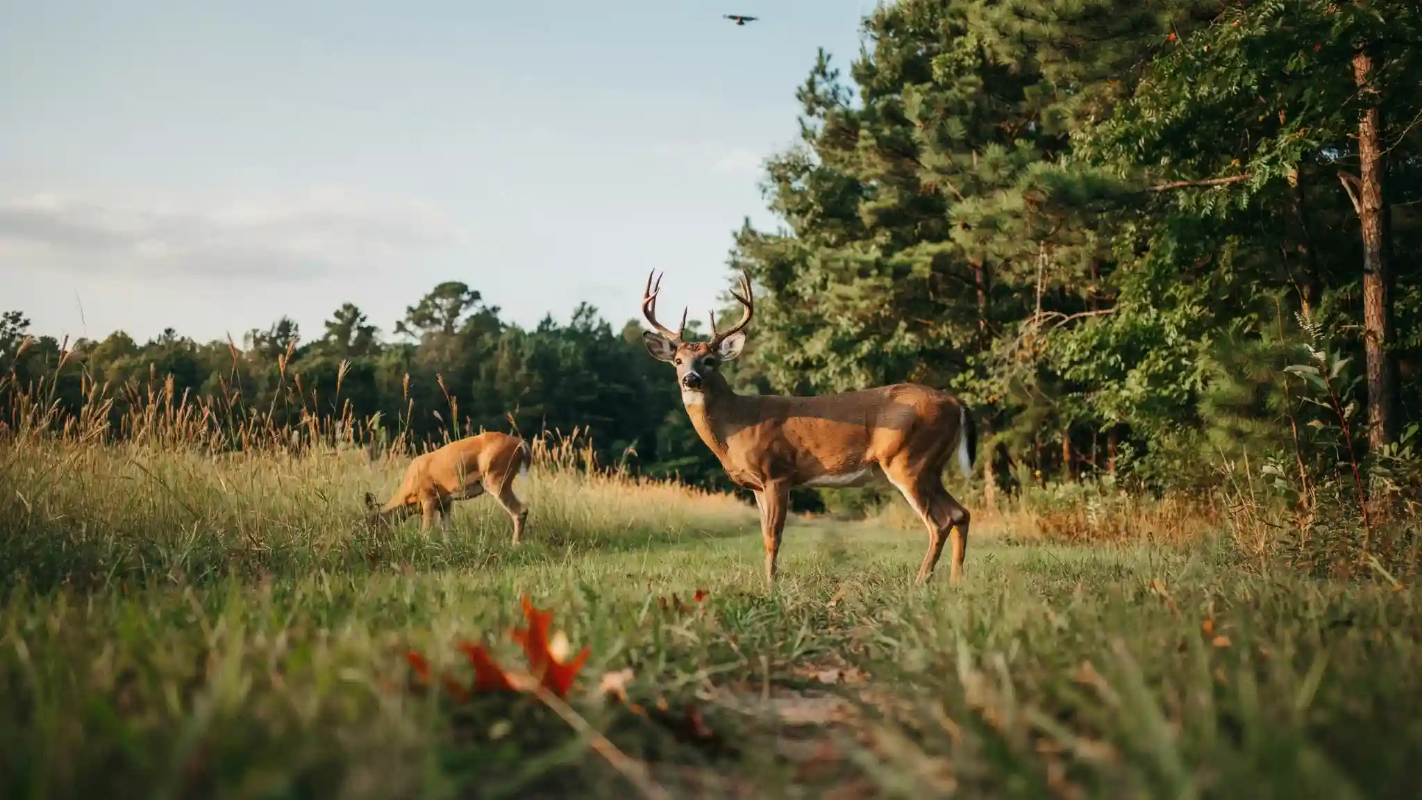 White-tailed deer living in a natural Georgia habitat.