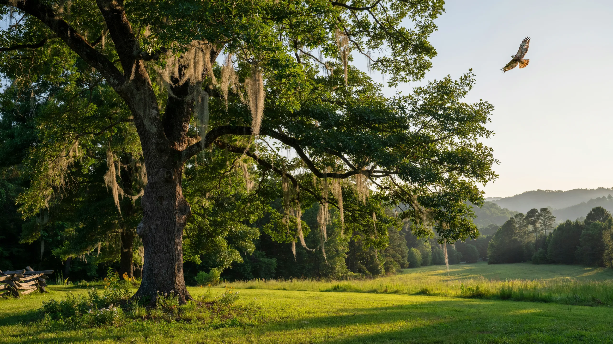Large Live Oak tree with a broad canopy and Spanish moss representing Georgia's state tree.