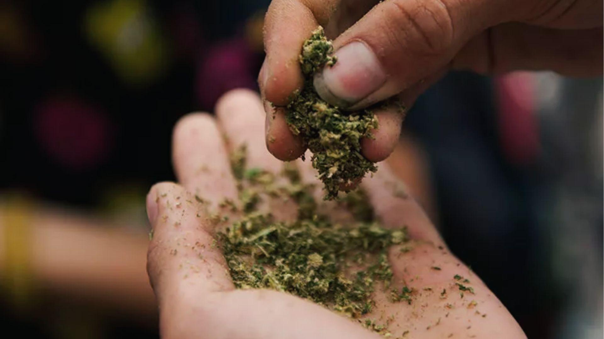 Hands breaking apart dried cannabis over an open palm depicting synthetic marijuana handling in Georgia.