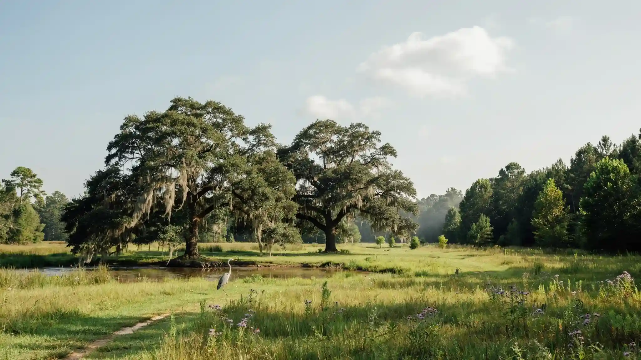 Live Oak trees growing in their natural Georgia habitats.
