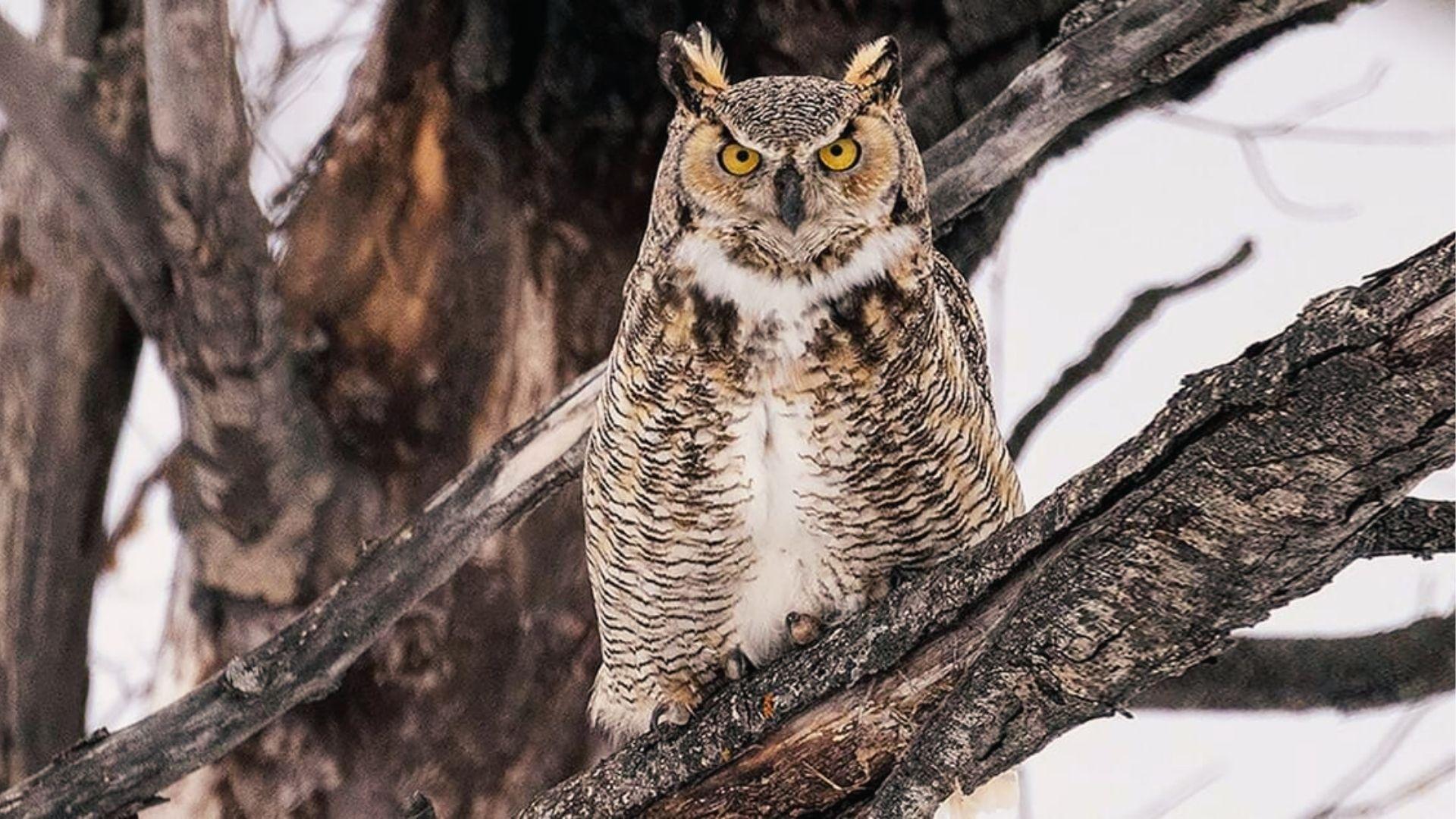 A Great Horned Owl with yellow eyes, ear tufts, and barred chest sits on a tree branch in snow.