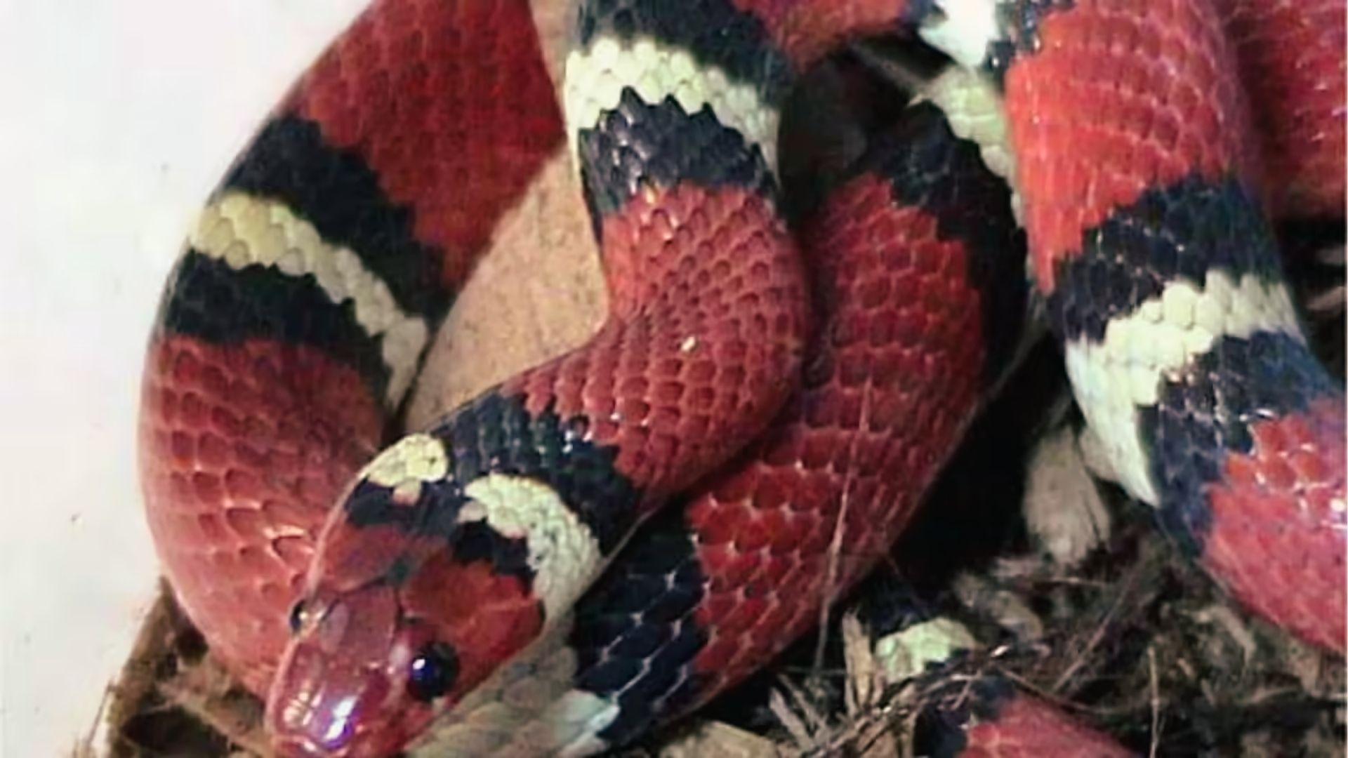 Scarlet Kingsnake with red black yellow bands. Mimics coral snake found in Georgia woods.