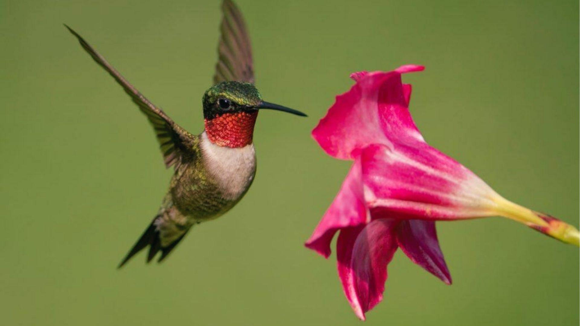 Ruby-throated Hummingbird with iridescent red throat hovers near a pink flower with wings spread.
