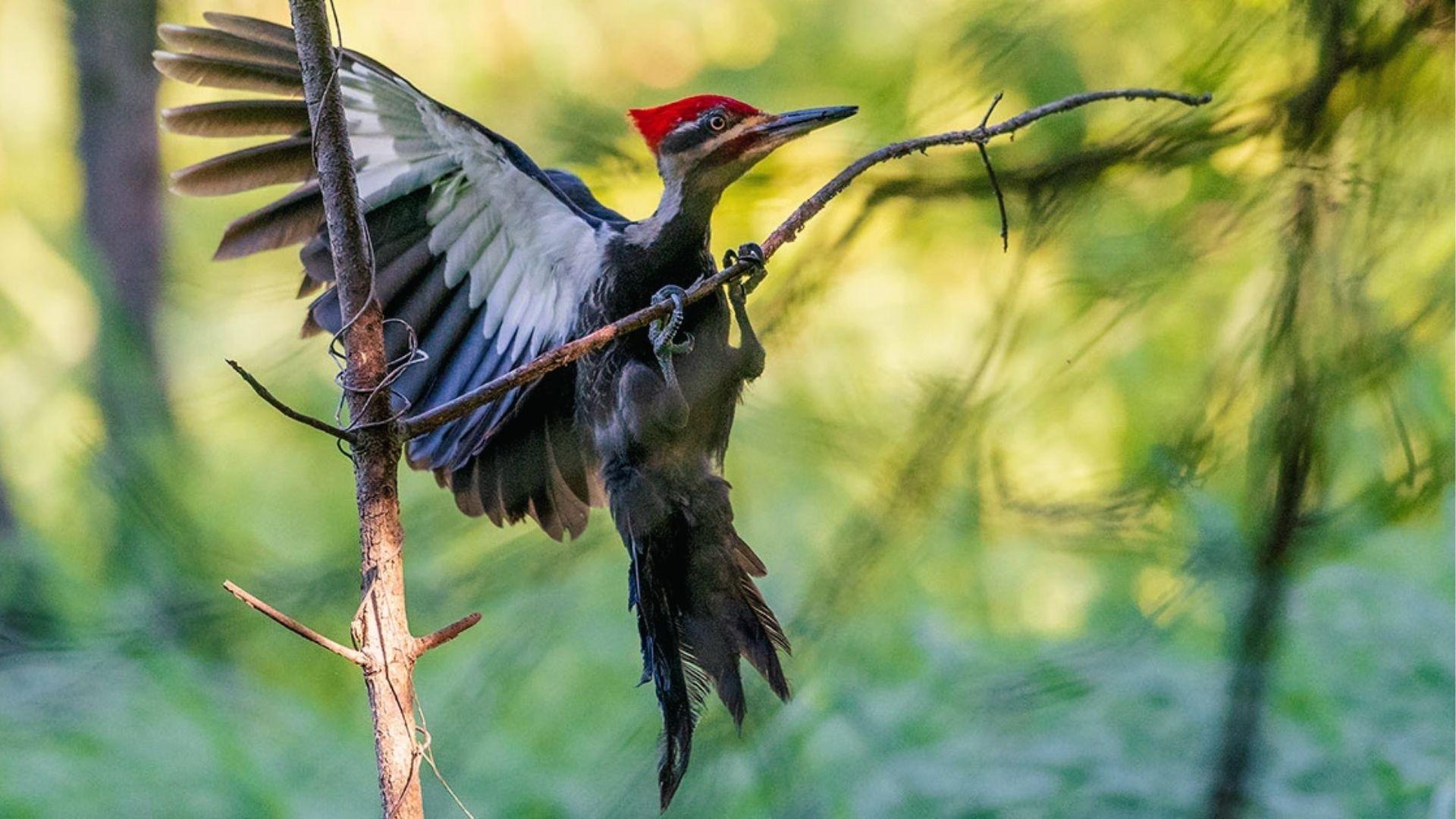 Pileated Woodpecker with red crest and black body spreads wings while gripping forest twigs.