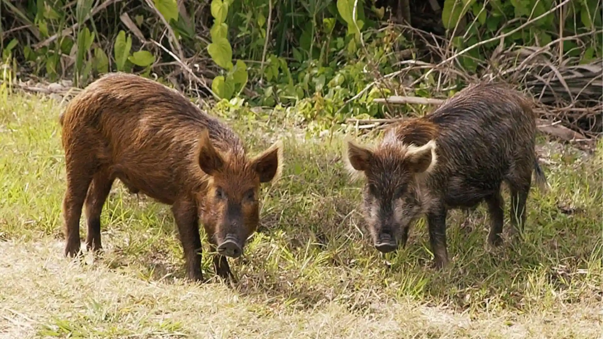 Wild hogs facing camera through dense woods, aggressive invasive species found across Georgia.