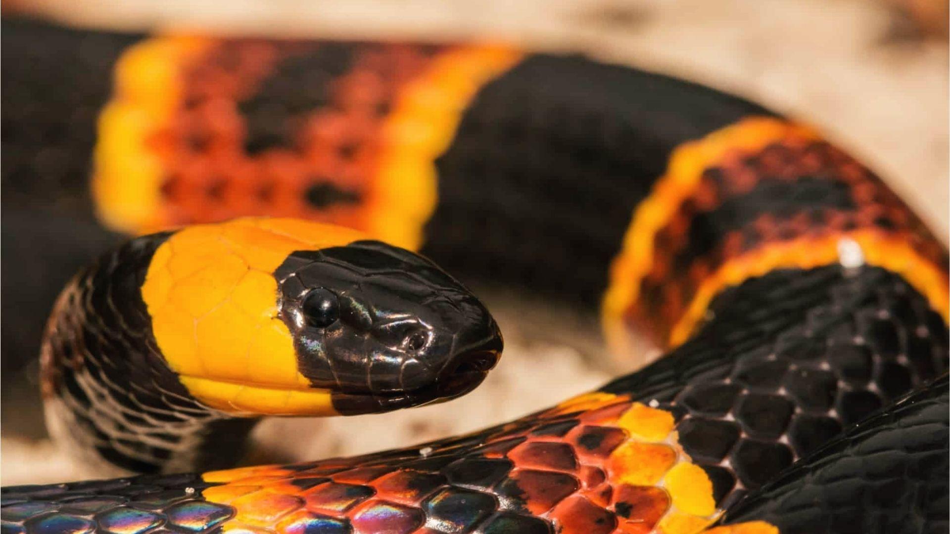 Closeup of venomous Eastern coral snake with red, yellow, and black bands in Georgia woods.