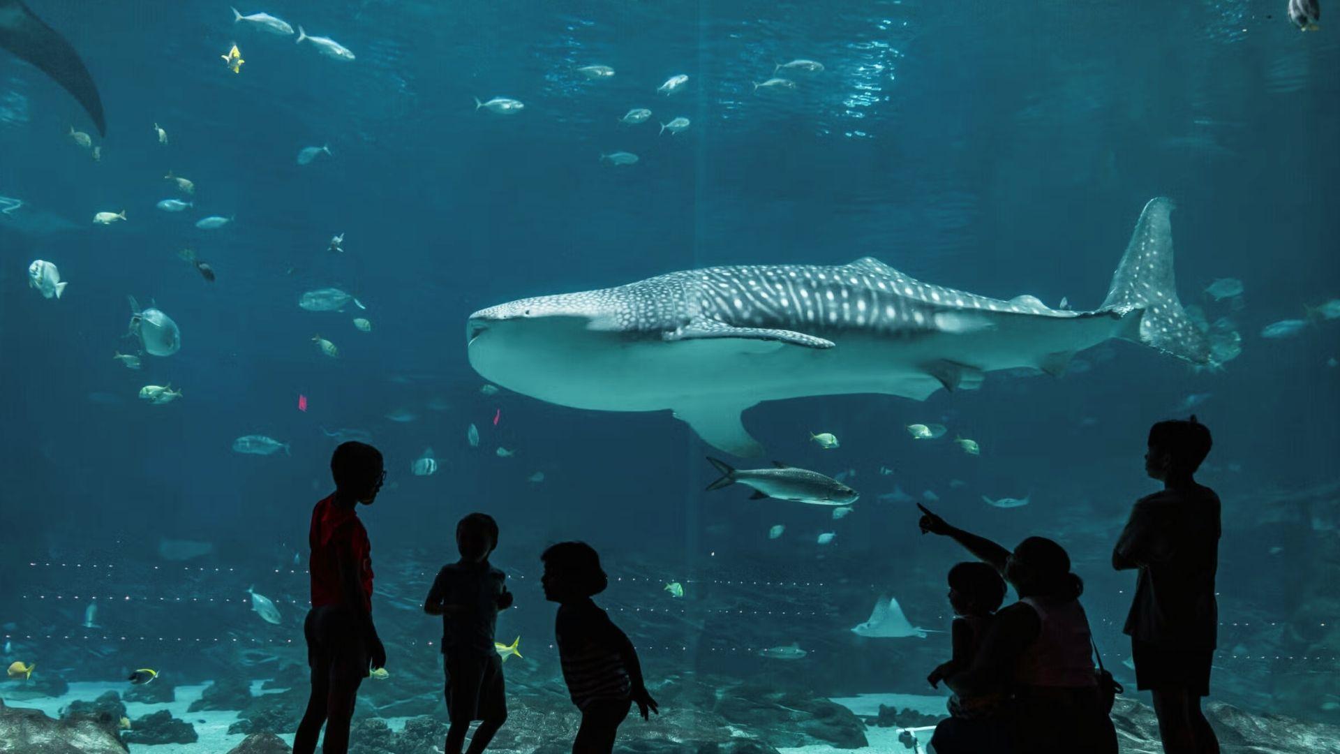 A group of diverse individuals observing a whale shark swimming in a large aquarium tank.
