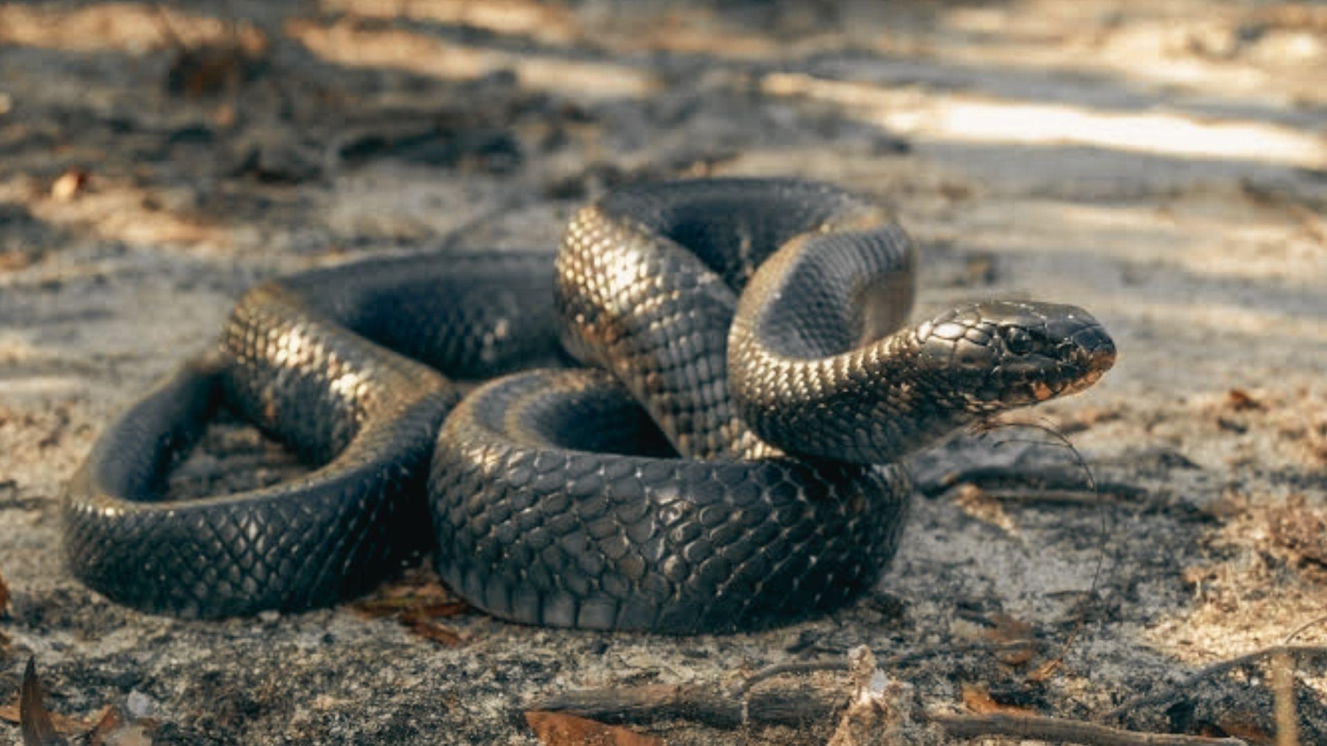 Solid black indigo snake with iridescent scales and raised head coiled on sandy ground, dry grass, alert posture