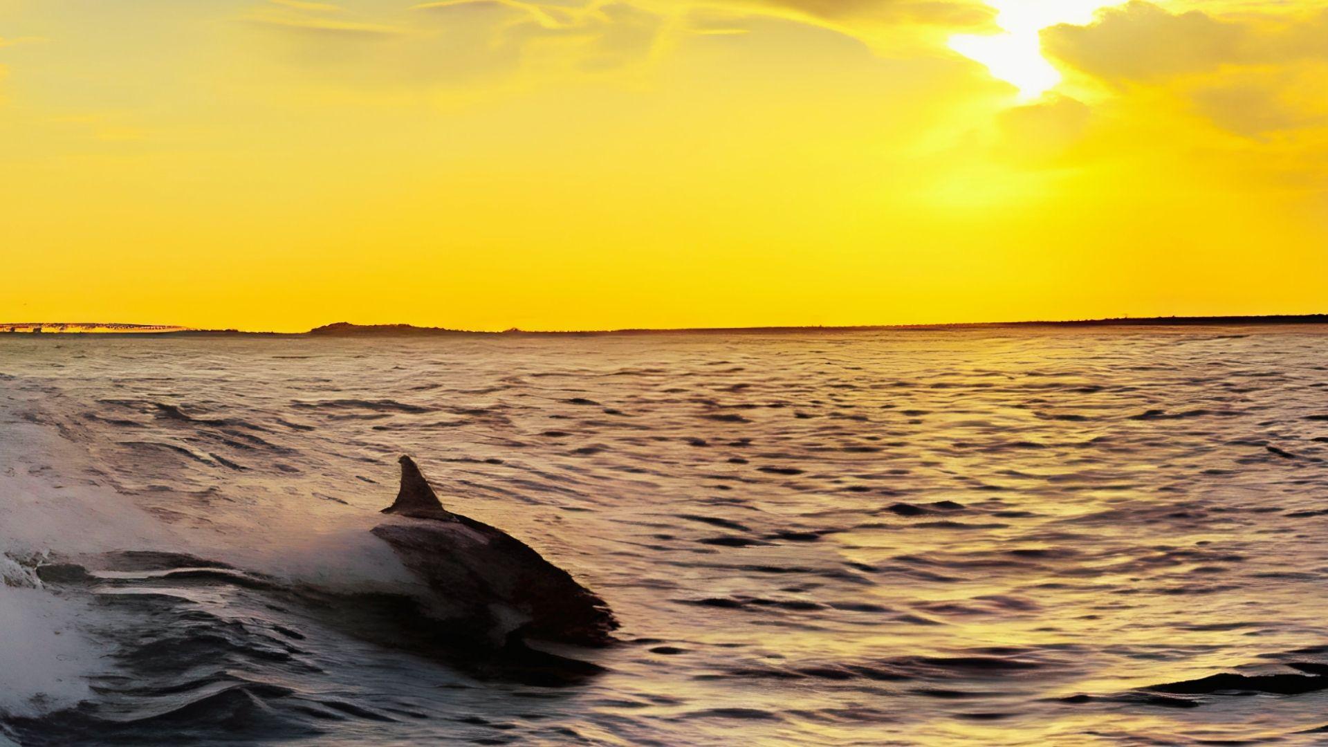 Dolphin leaping from ocean water at bright golden sunset with yellow sky.