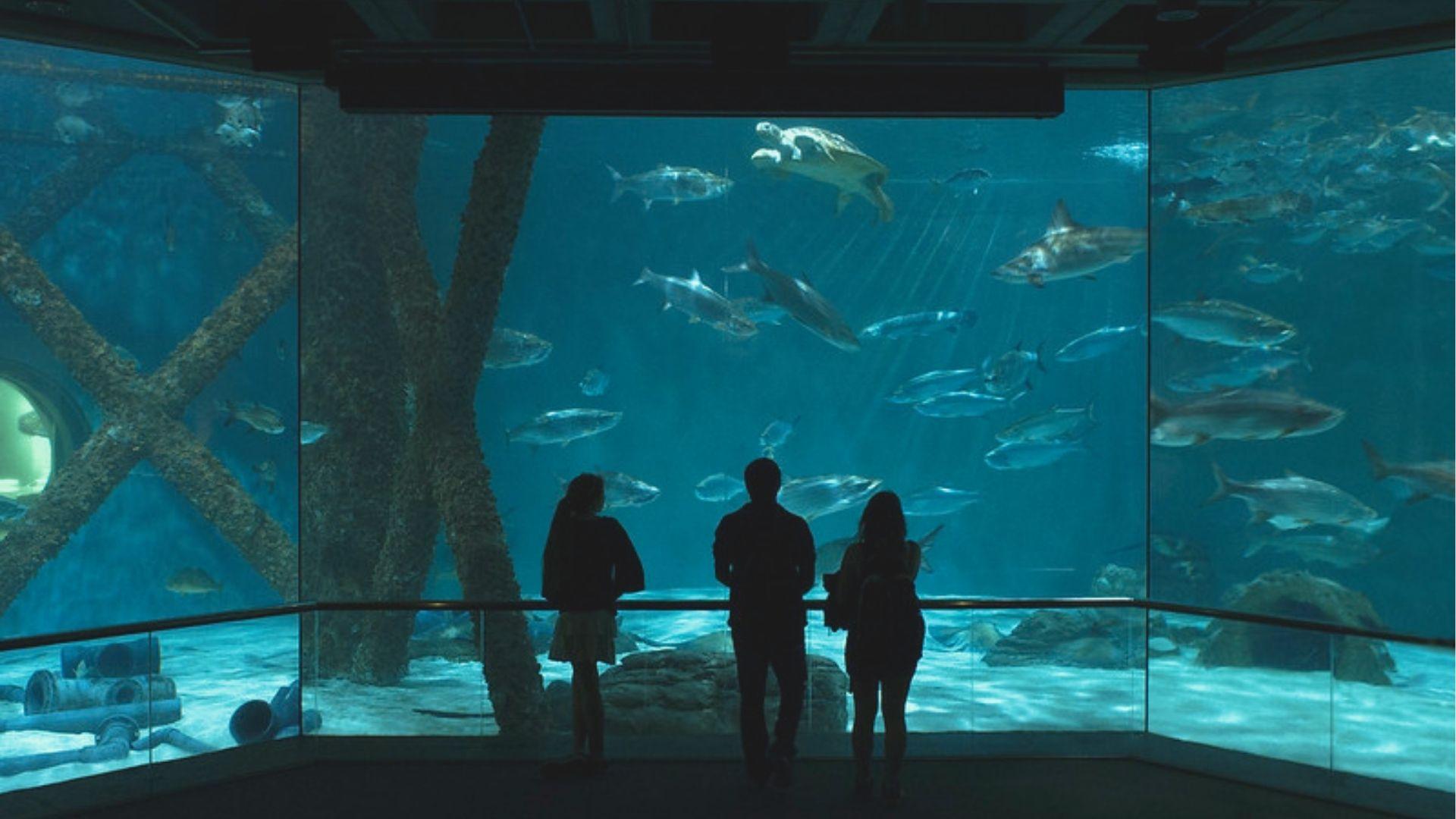 Visit the Audubon Aquarium of the Americas, located at the edge of the French Quarter along the Mississippi River.