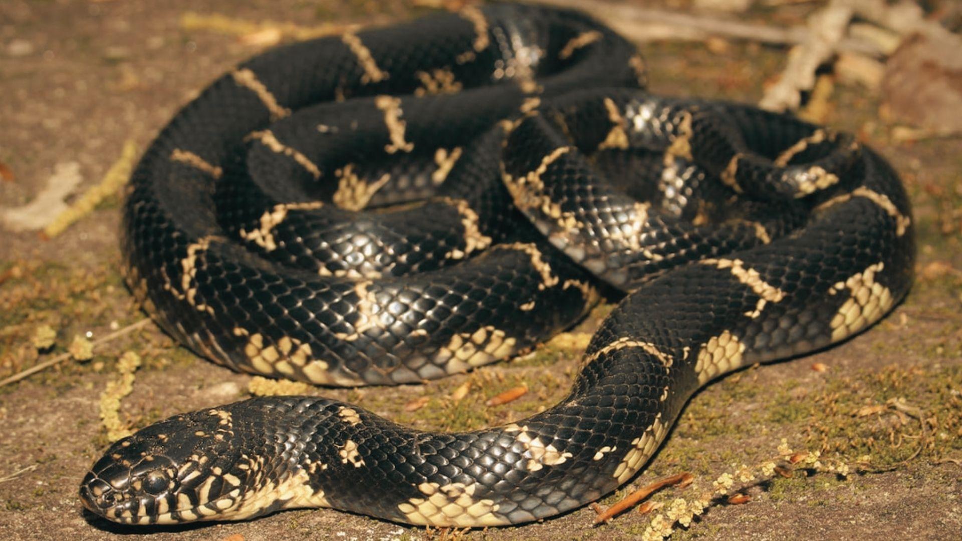 Eastern kingsnake with glossy black scales and white chain-like bands coiled tightly on mossy rock, head lowered, alert