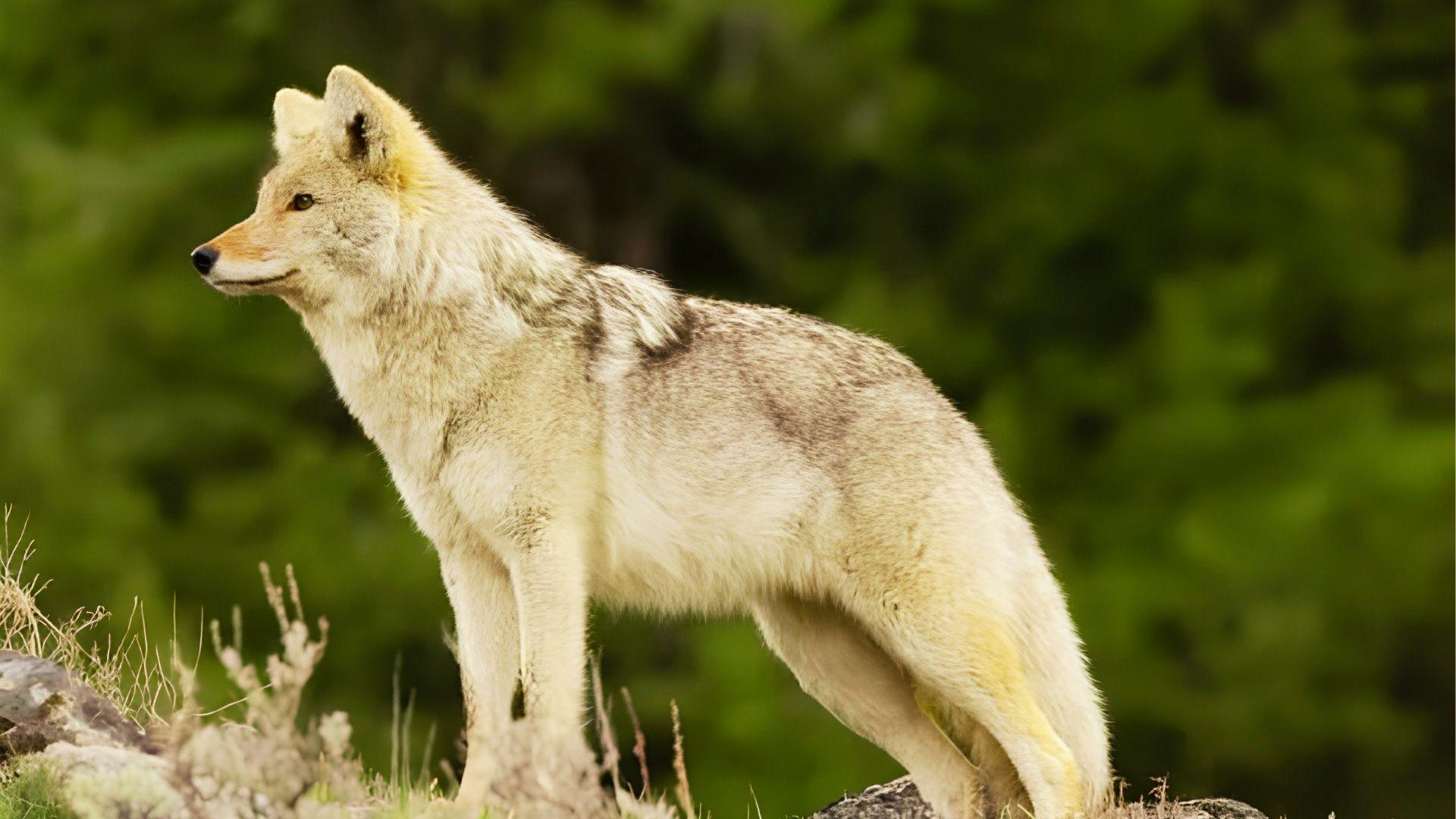 A coyote stands alert on a rocky hillside, surrounded by sparse vegetation and rugged terrain.