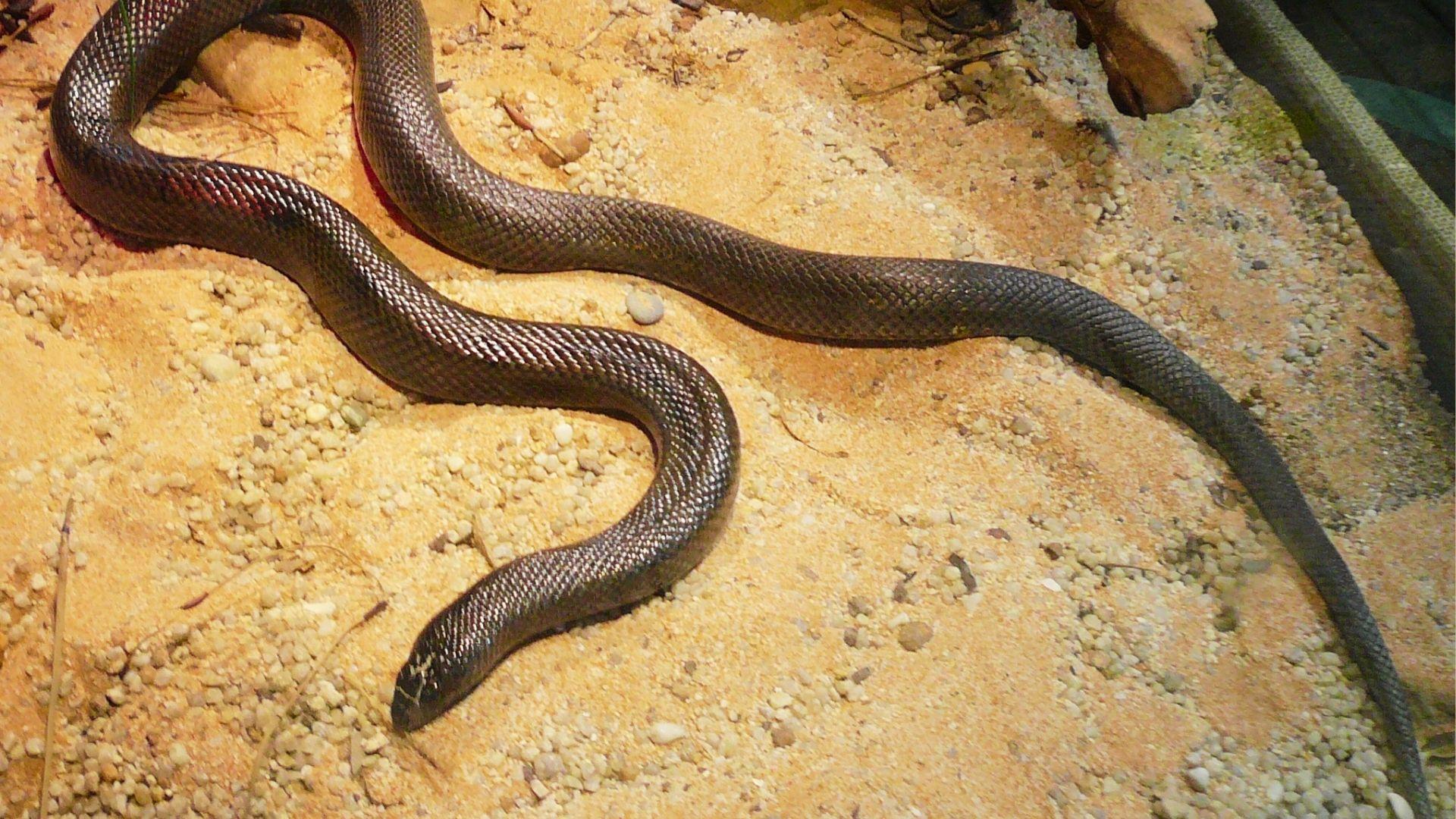 Glossy black snake with red belly patches slithering in S-shape on sandy gravel enclosure.
