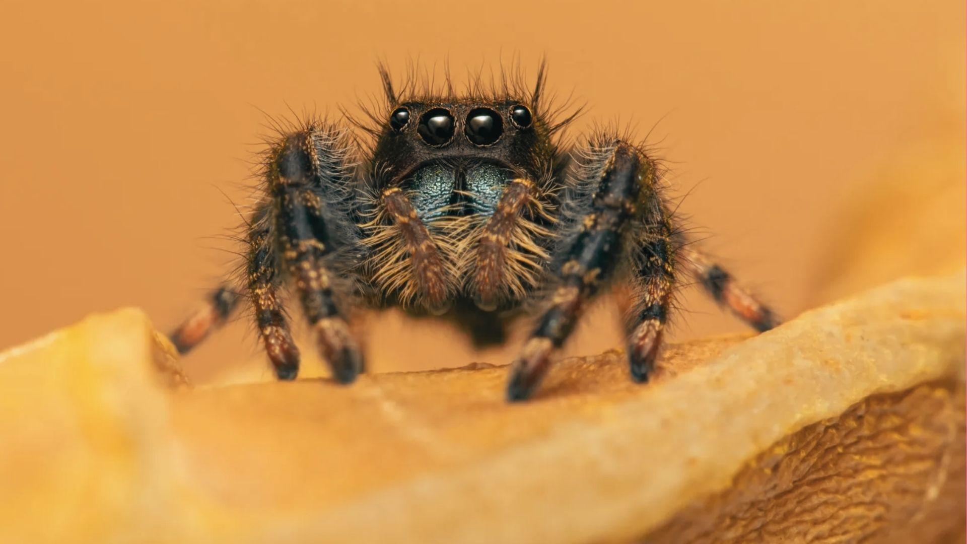Macro close-up of fuzzy black jumping spider with large forward eyes and iridescent chelicerae perched on yellow surface