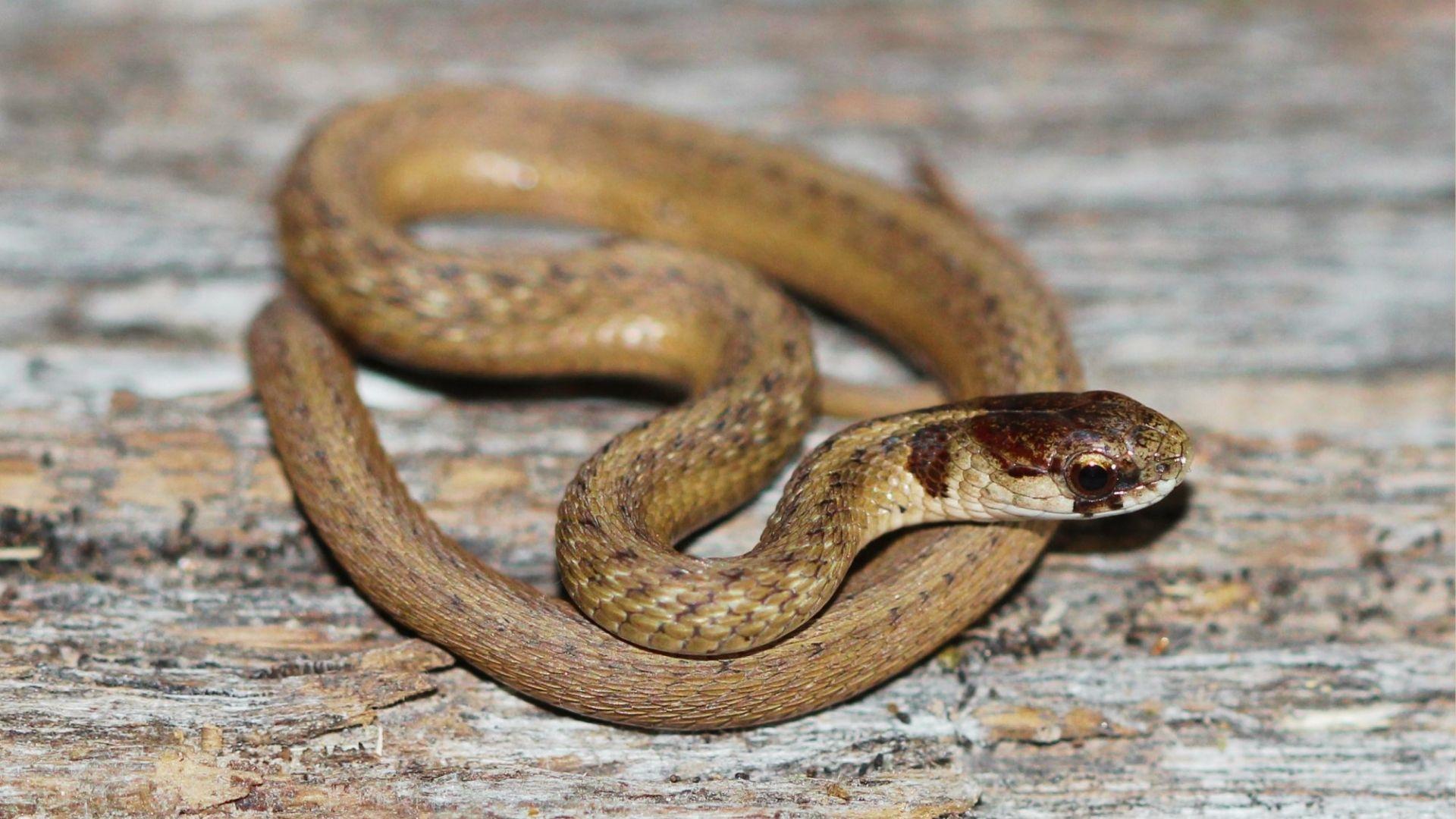 Small brown snake with dark head markings coiled on weathered wood surface.