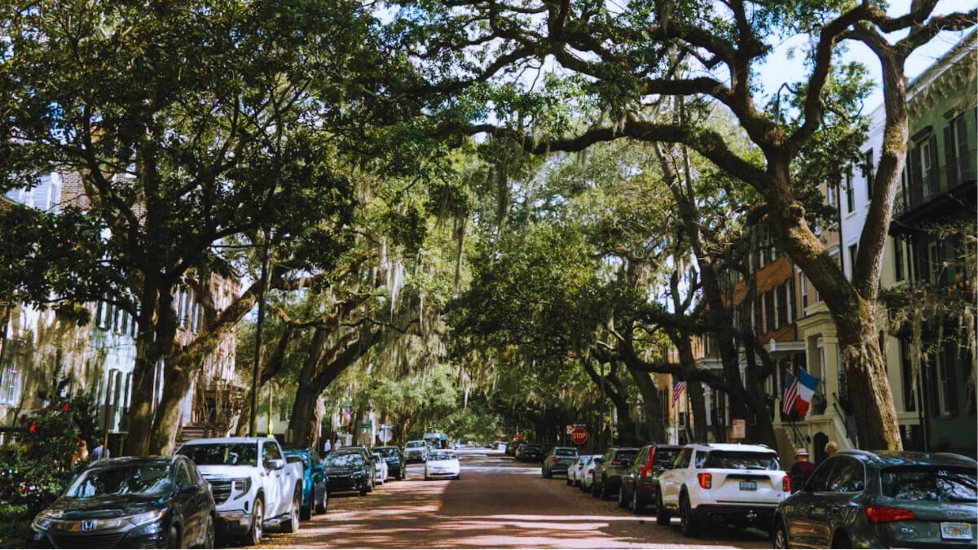 Oak-lined street with Spanish moss canopy in Savannah Historic District, Jones Street view.