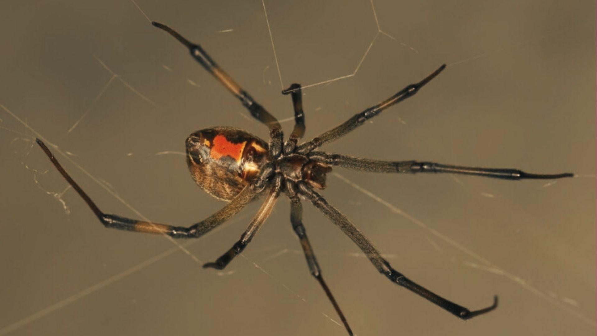 Brown widow spider with mottled tan abdomen and orange hourglass marking underneath, suspended in web against neutral background