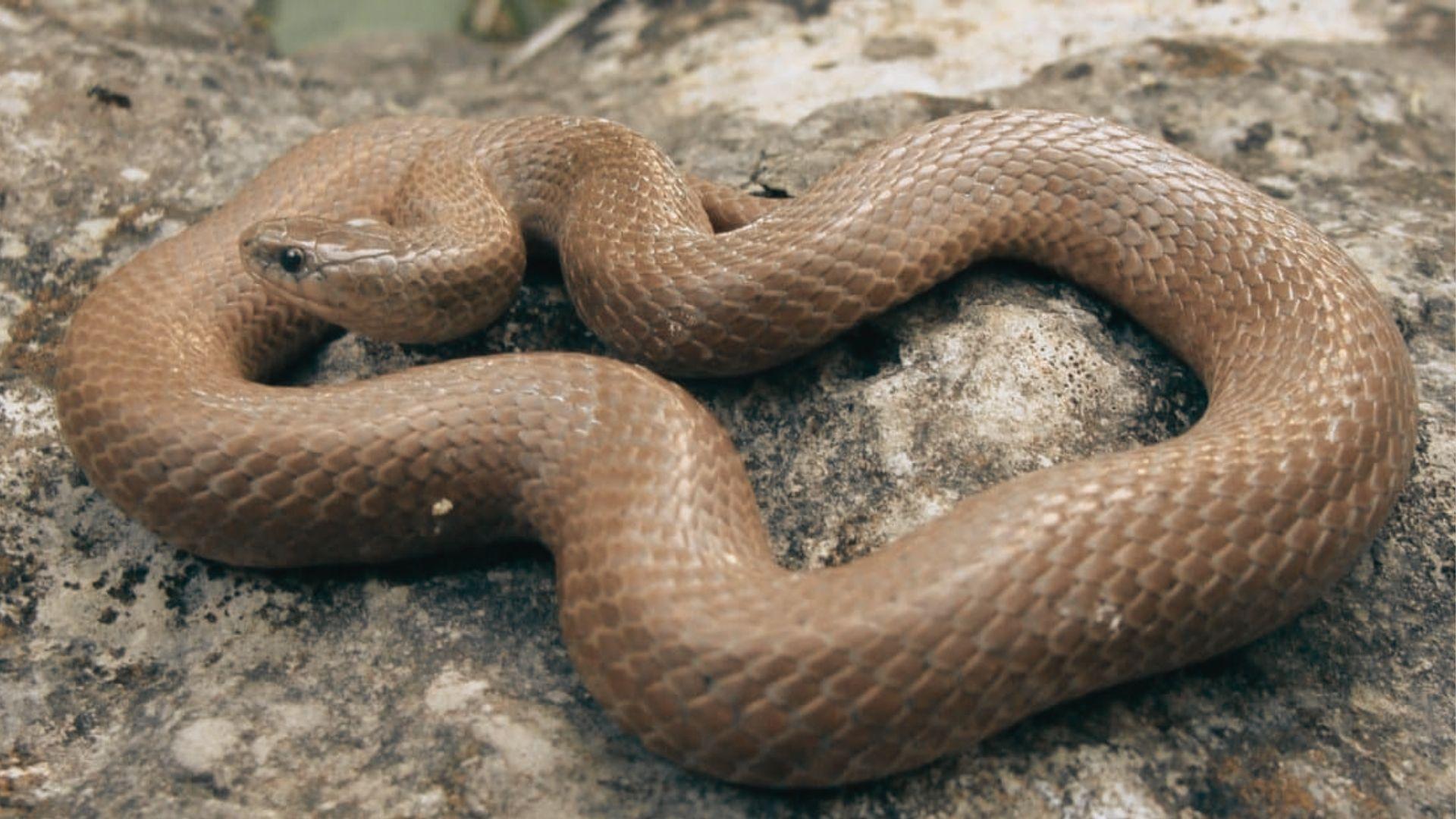 4. Smooth Earth Snake