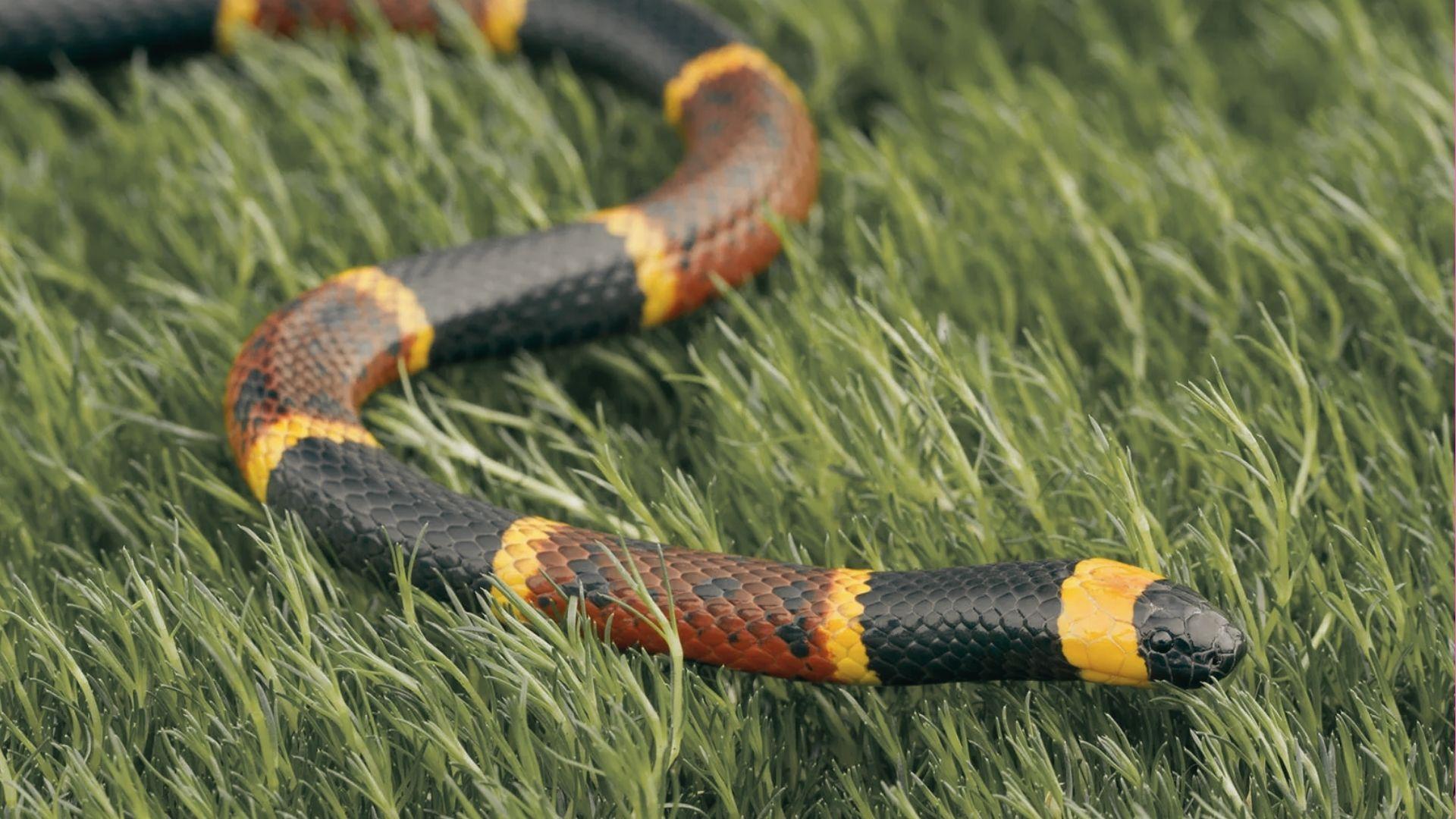 Brightly banded coral snake with red, yellow, and black rings slithering through green grass, small black head