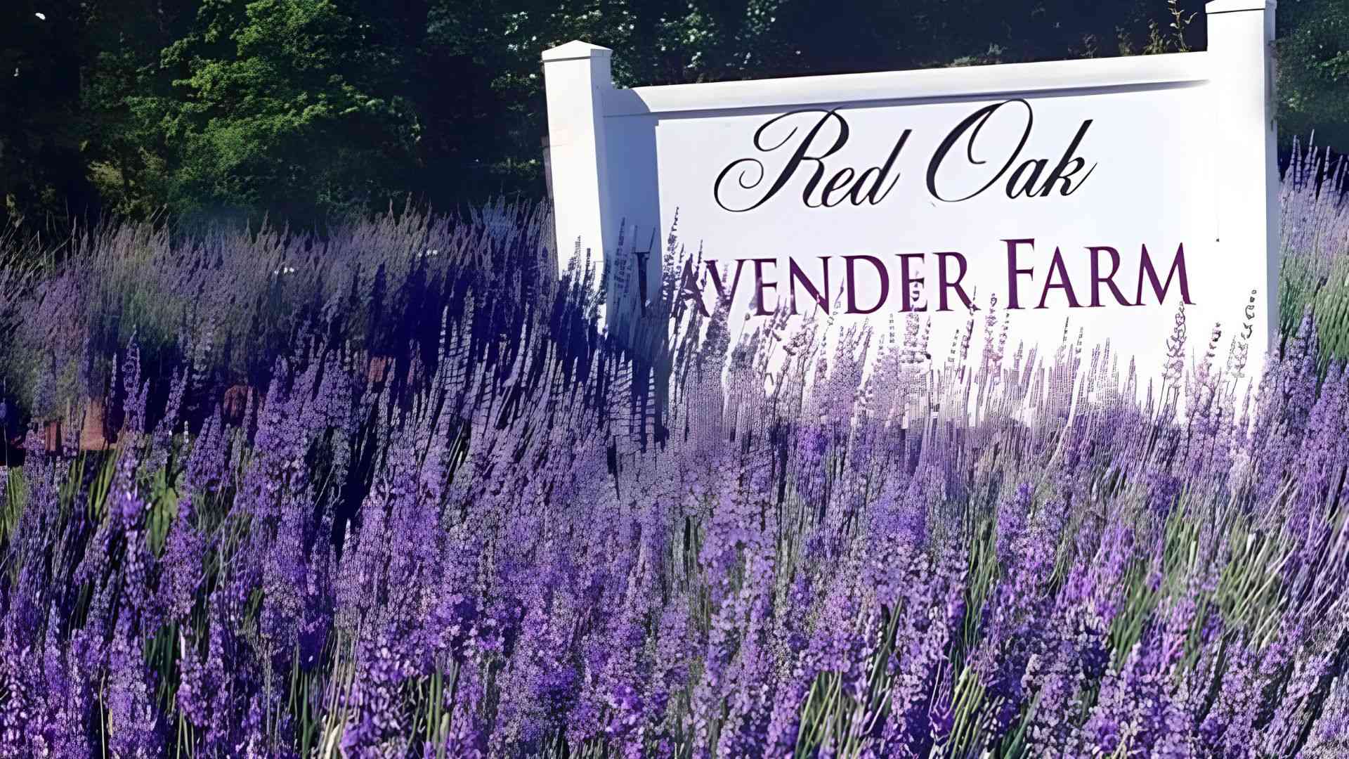 A scenic view of Red Oak Lavender Farm, showcasing rows of vibrant lavender plants under a clear blue sky.