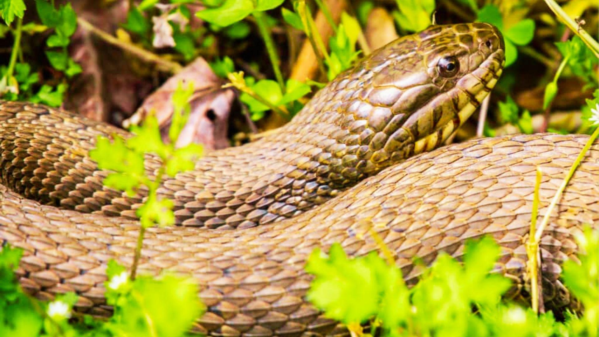 Thick brown snake coiled in green foliage, head resting on body, textured scales visible.