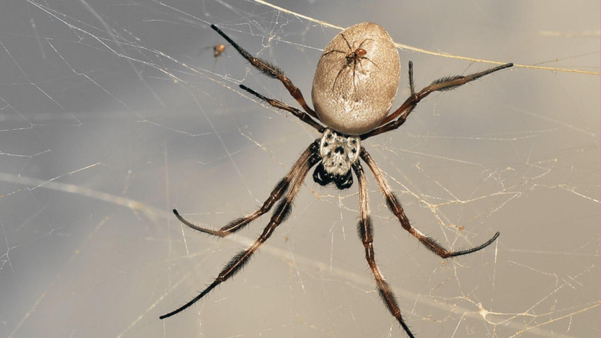 Female orb-weaver spider with large round abdomen and patterned legs hanging on web, tiny male spider on her