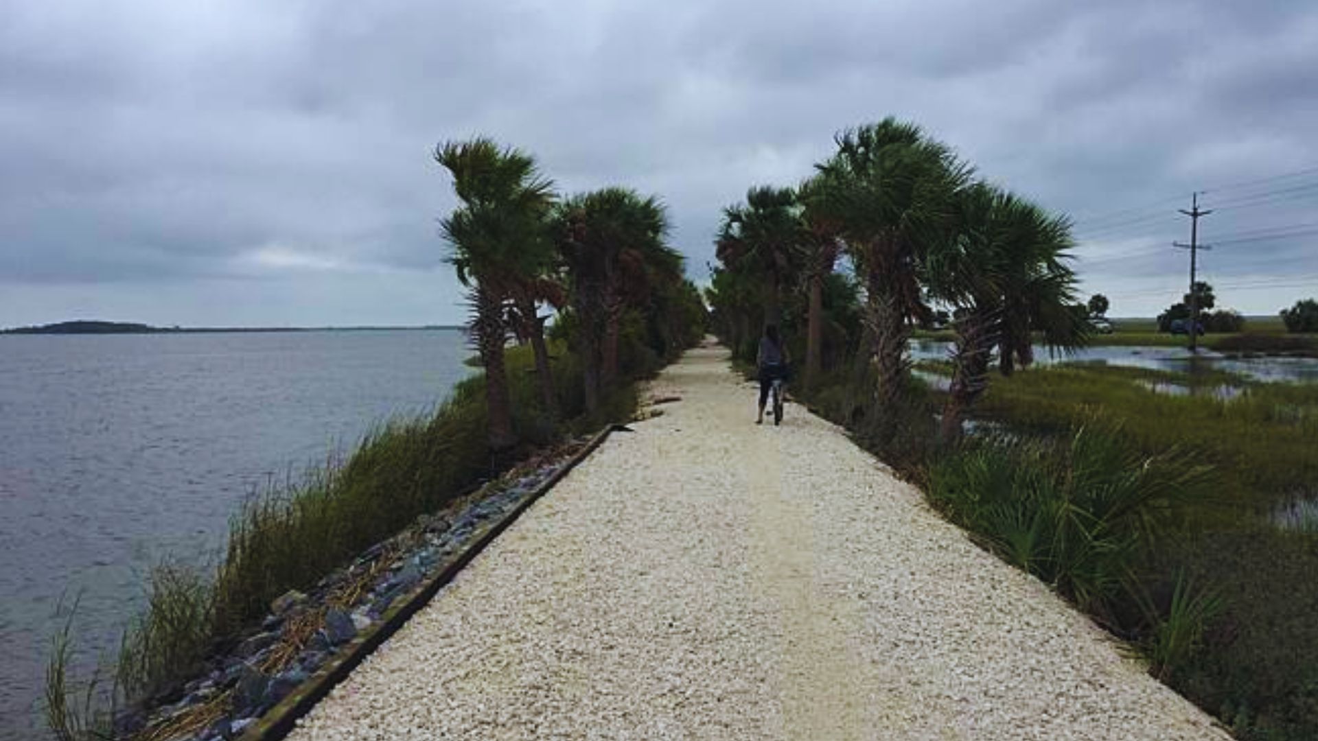 McQueens Island Trail features a white gravel path lined with palm trees beside calm water.