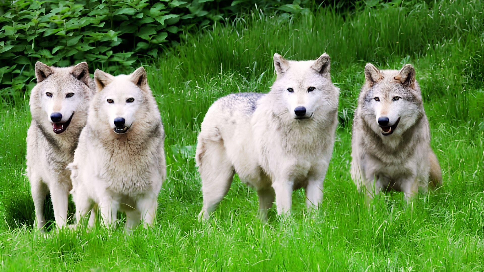 Four white wolves standing together in a grassy area, showcasing their fur and alert postures.
