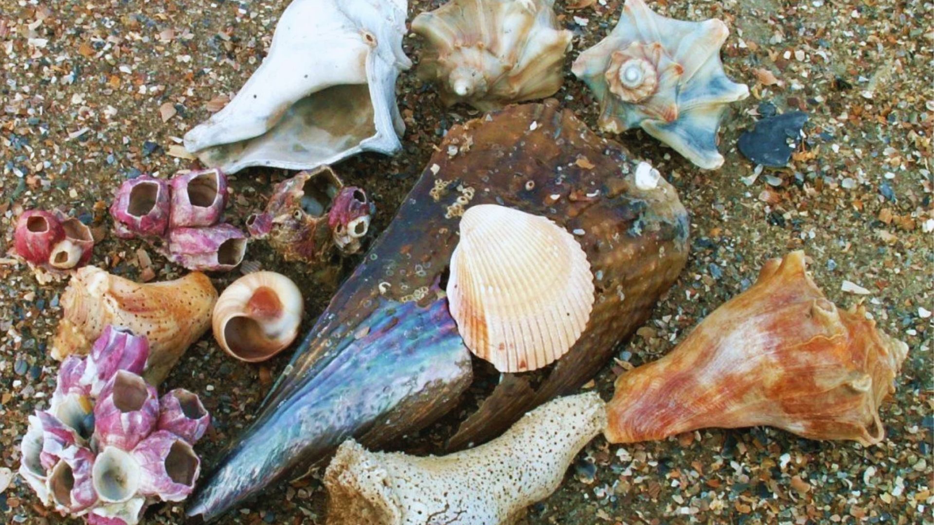Different seashells and barnacles rest on sandy ground at Tybee Island with one white shell centered.