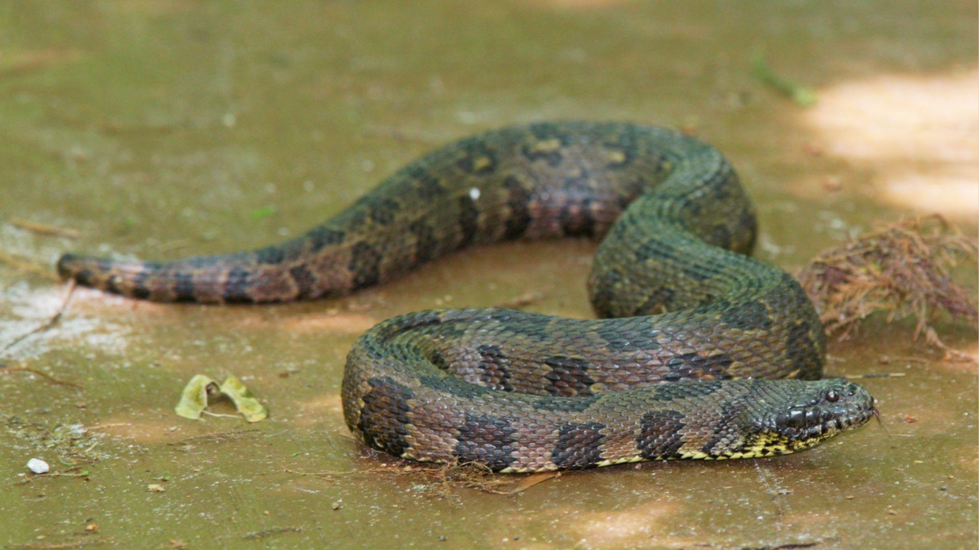 Dark brown and black banded water snake coiled on muddy ground with tongue out