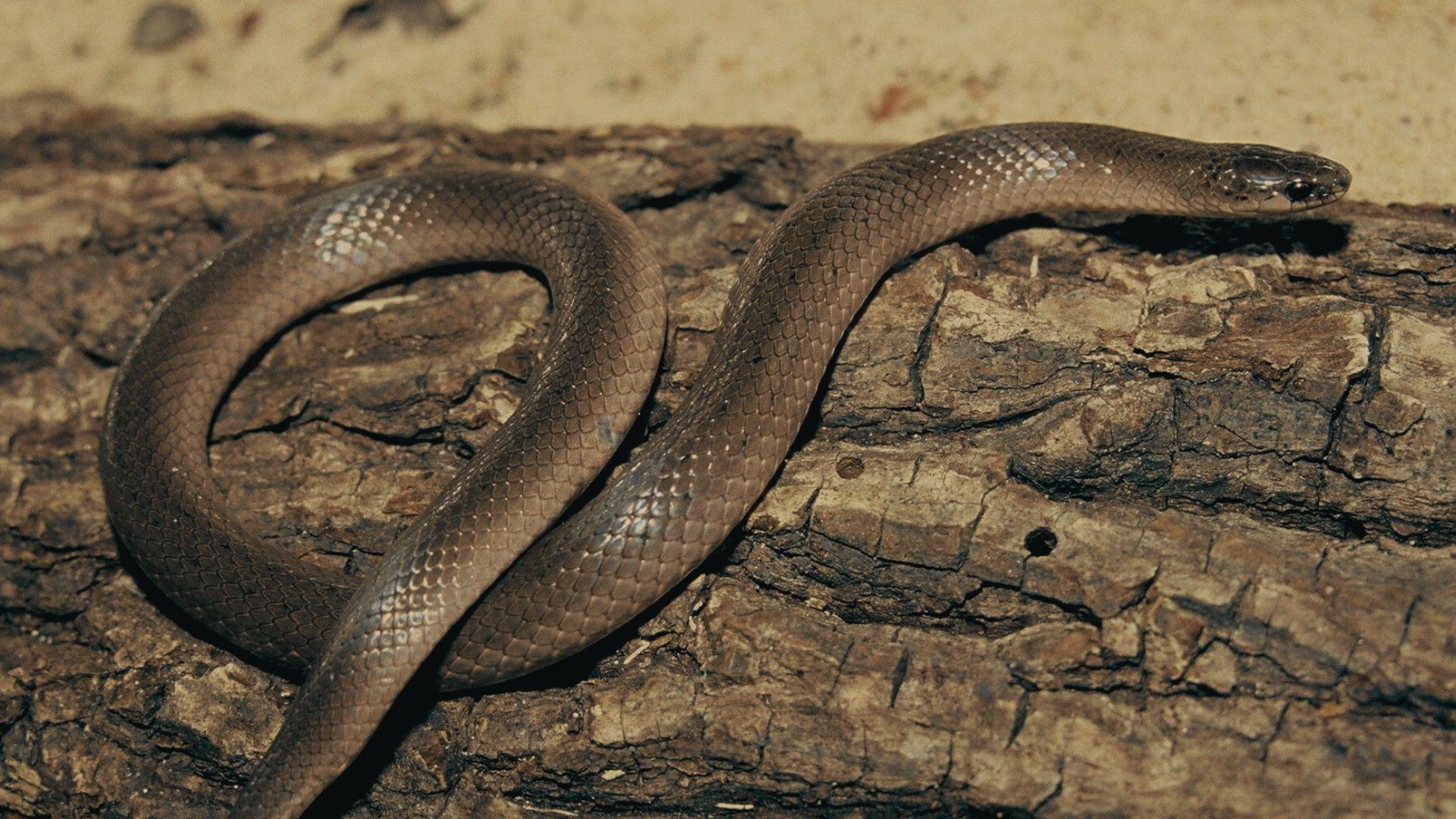 Slender brown earth snake with smooth scales and dark head resting on rough tree bark, body curved, natural camouflage