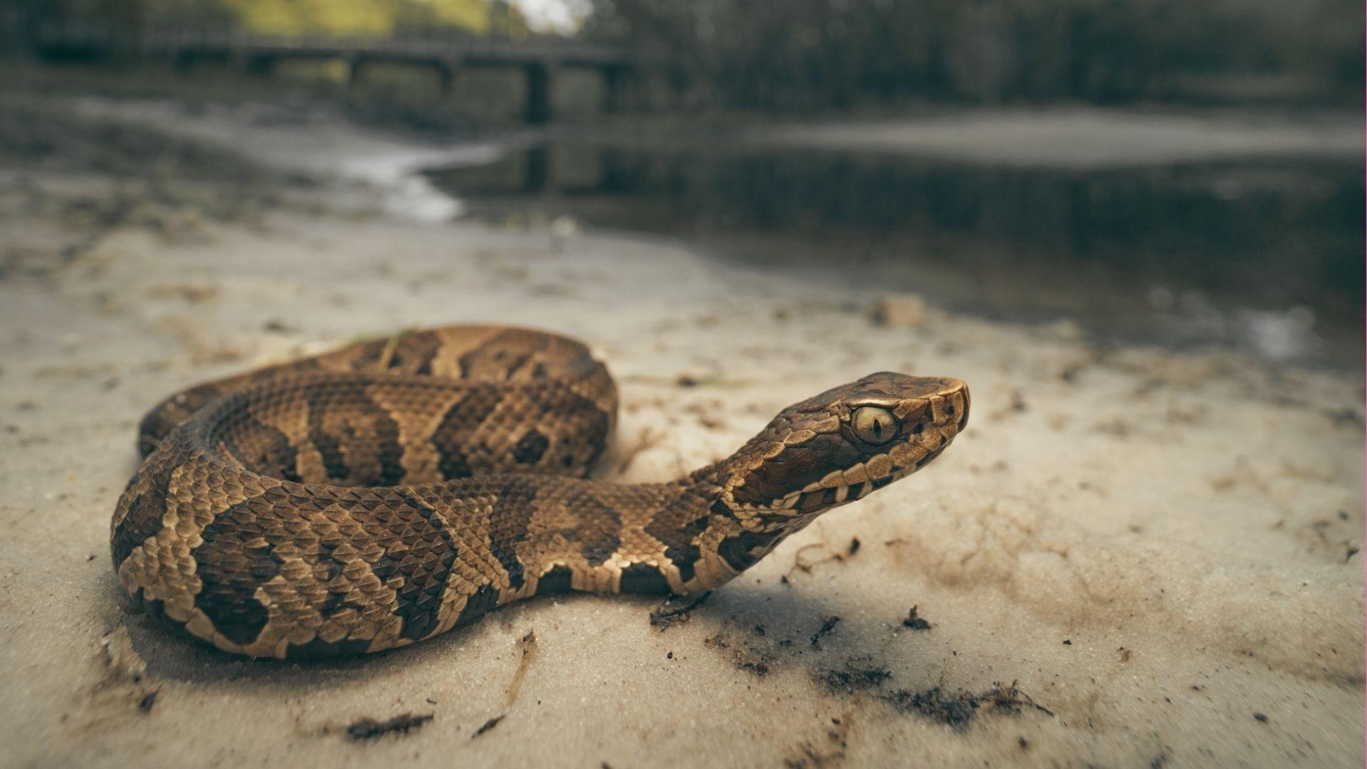 Cottonmouth viper with dark banded body and triangular head coiled on sandy riverbank, mouth closed, bridge blurred behind