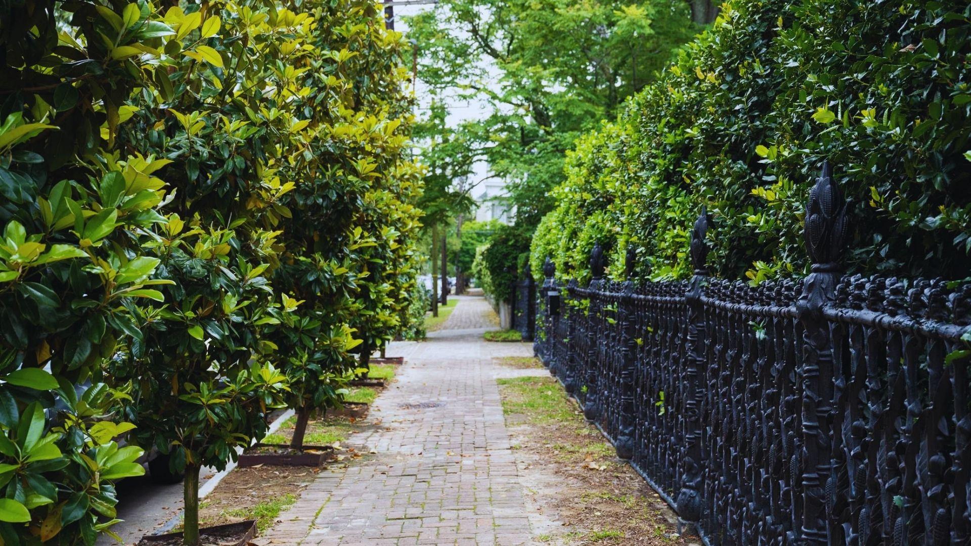 Brick sidewalk in Garden District lined with magnolia trees and ornate black iron fence with corn motifs