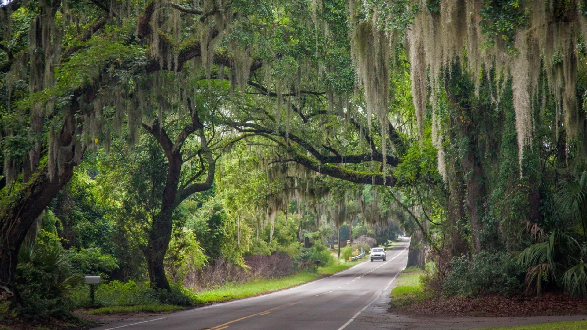 scenic view of road in between jungle.