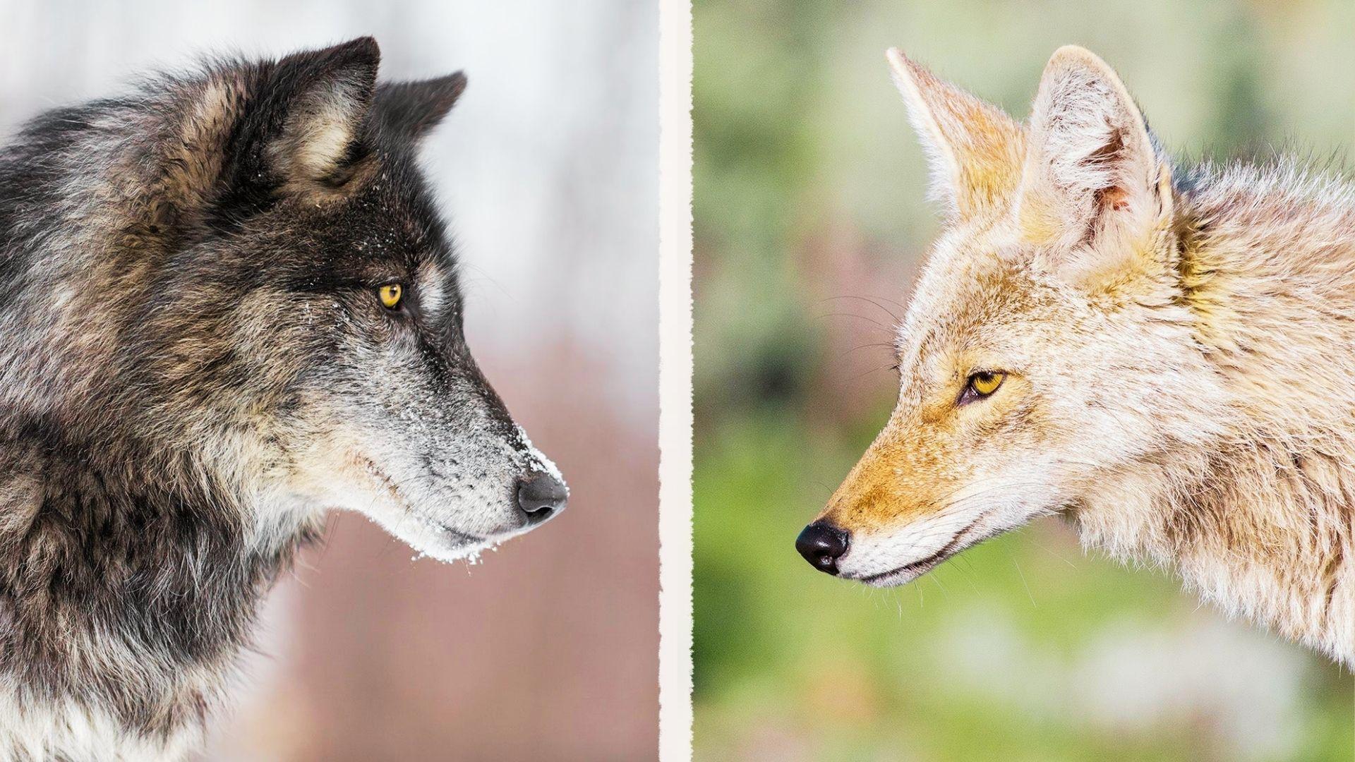 Side-by-side profile comparison of a dark wolf and a light brown coyote facing each other.
