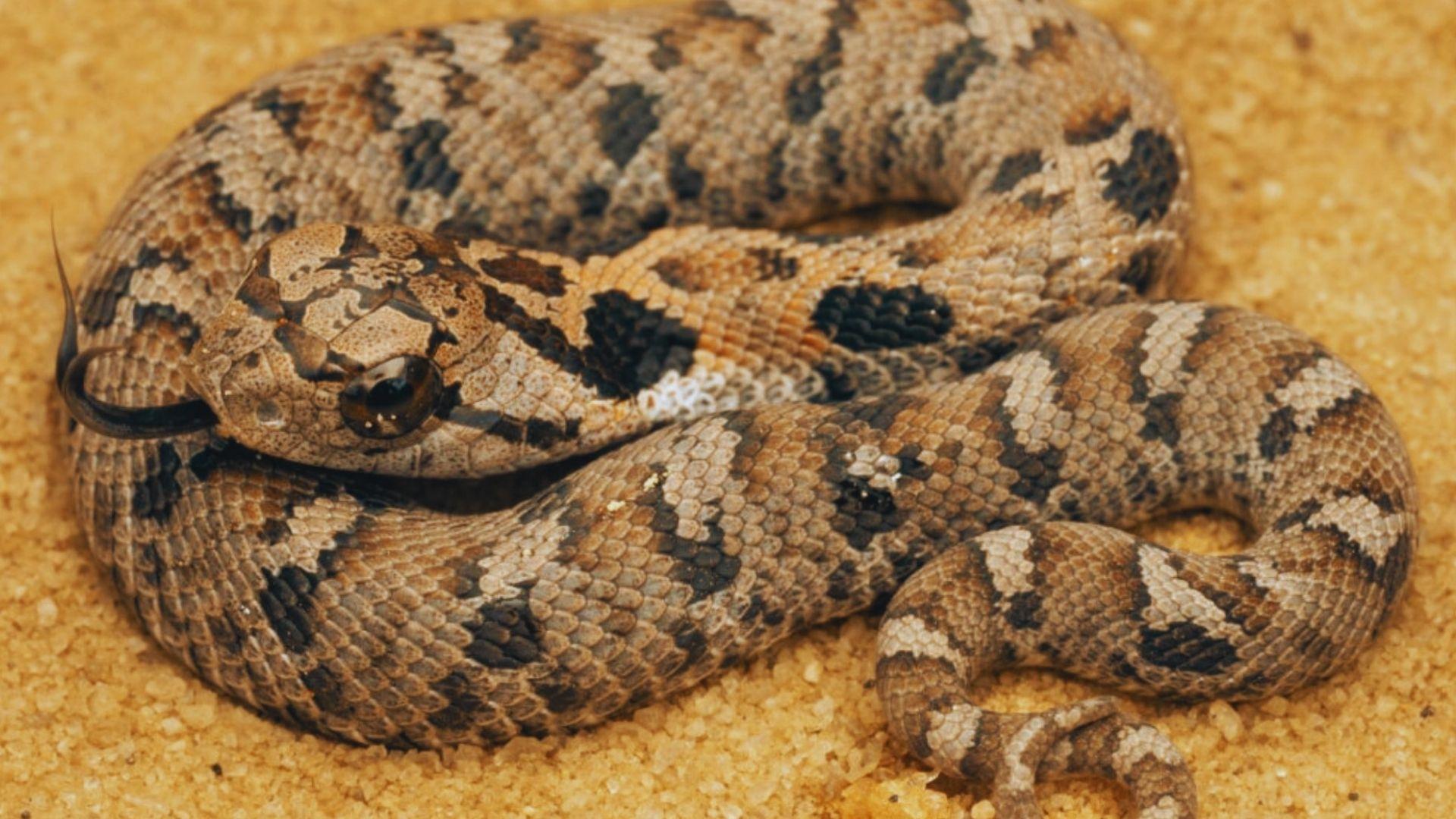 Small eastern hognose snake with tan and dark brown blotched pattern flicking tongue, coiled on sand, upturned snout