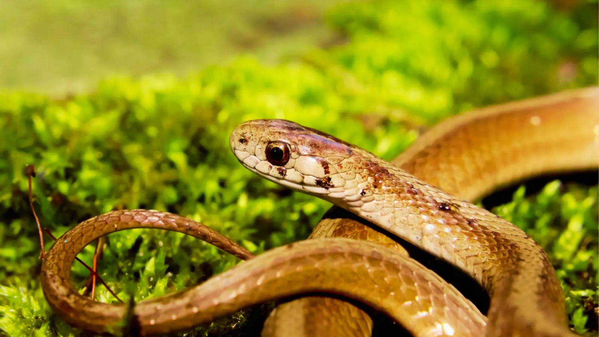Brown snake coiled on bright green moss, head raised with large dark eye looking forward.