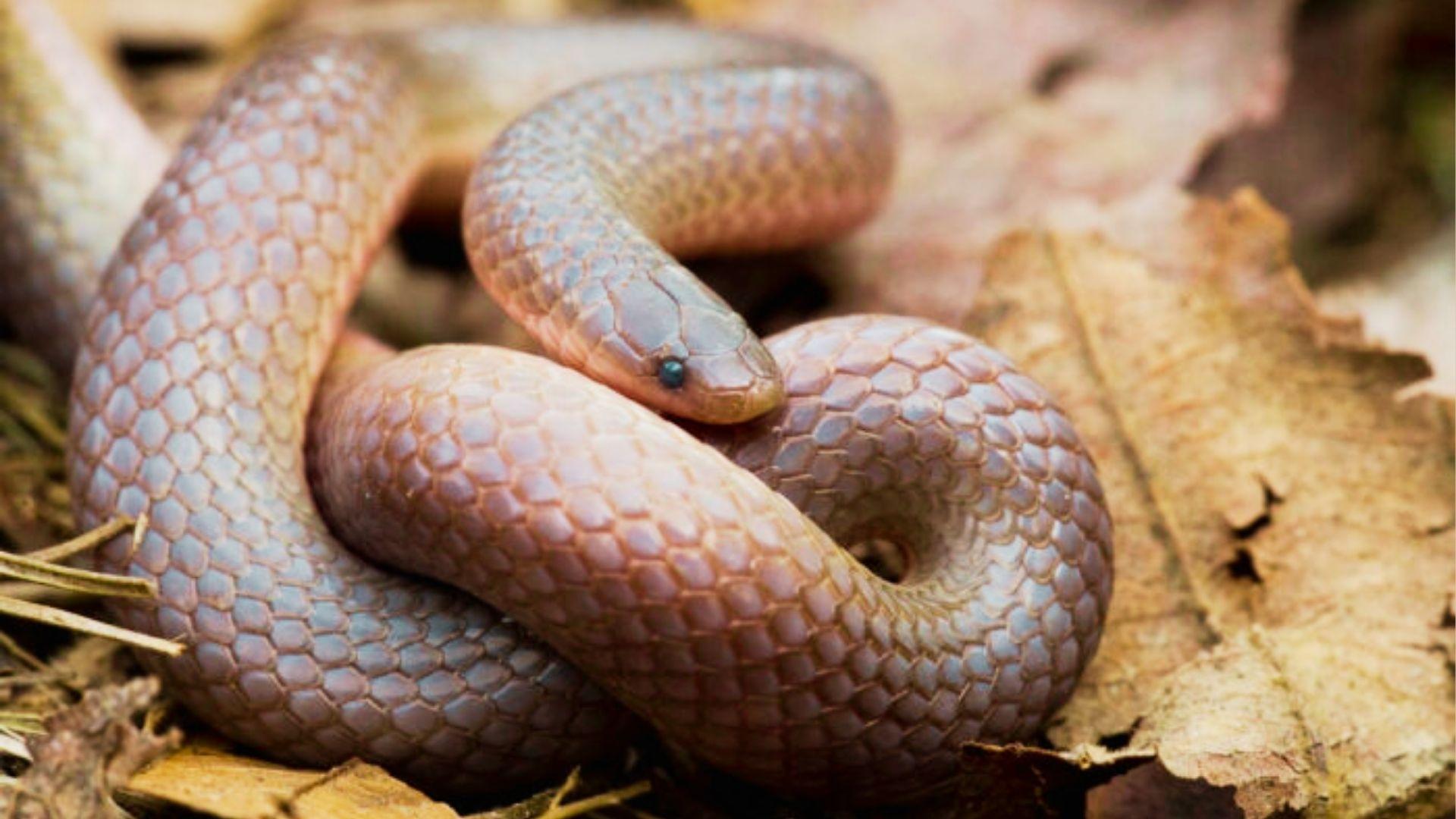 Pale pinkish-brown snake with small dark eyes coiled tightly on dry leaves.