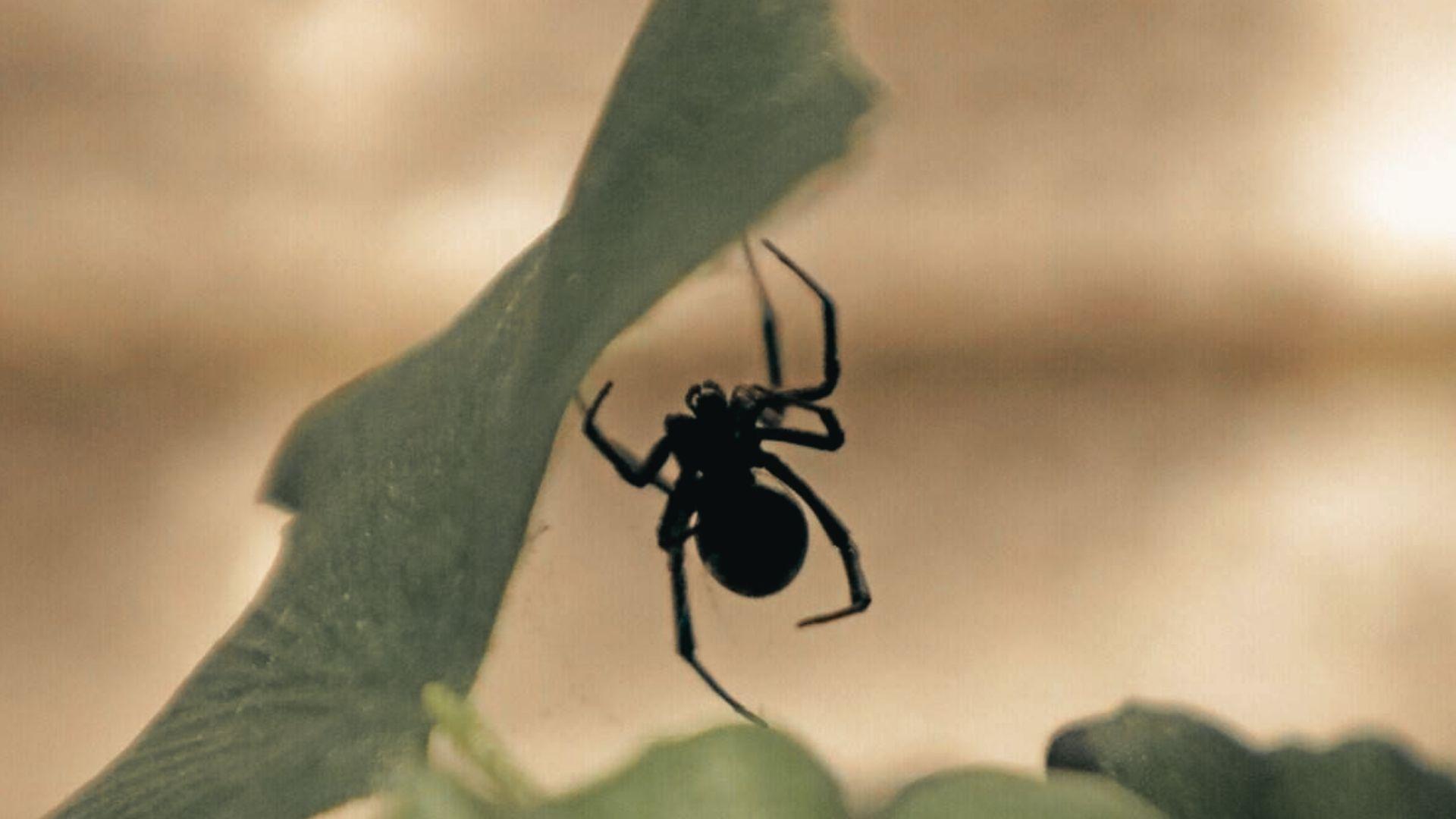 Small black spider with glossy round abdomen hanging upside down from green leaf edge, silhouetted against blurred tan background