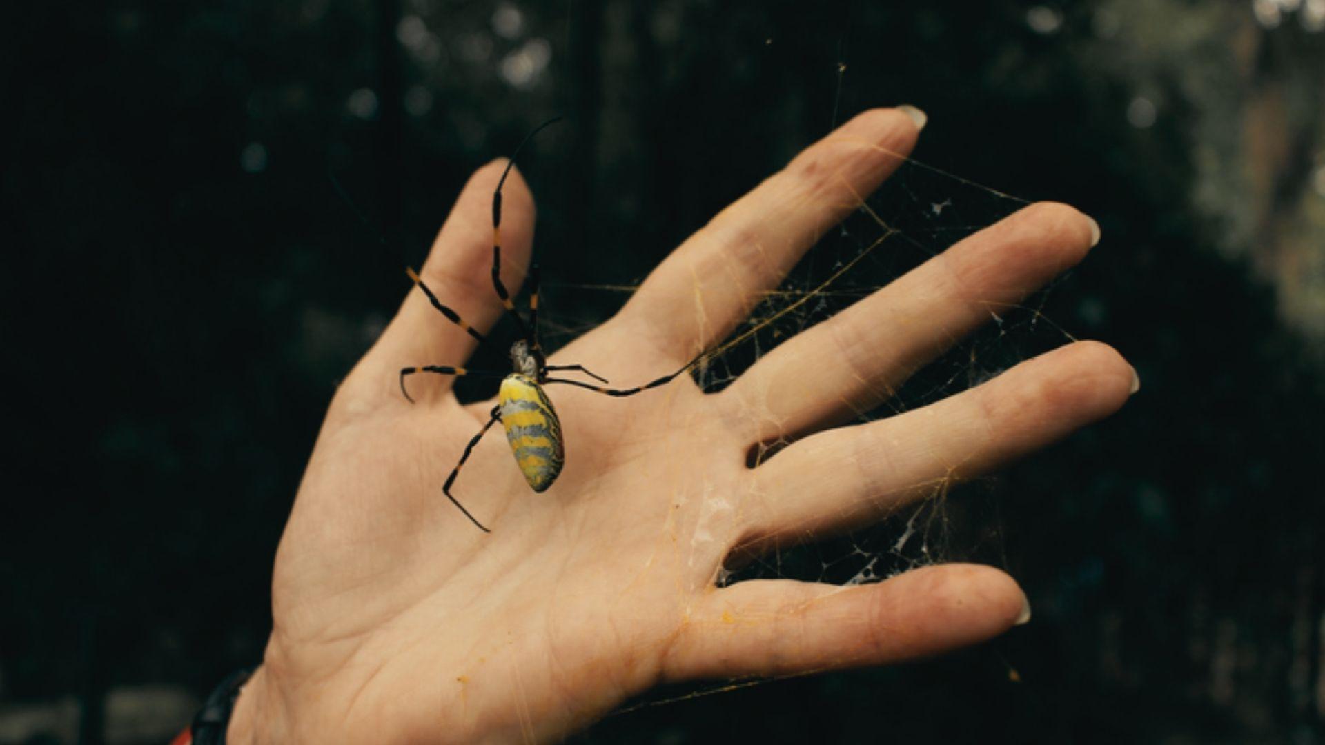 Colorful Joro spider with yellow and gray patterned abdomen, black and yellow banded legs, suspended on web above hand