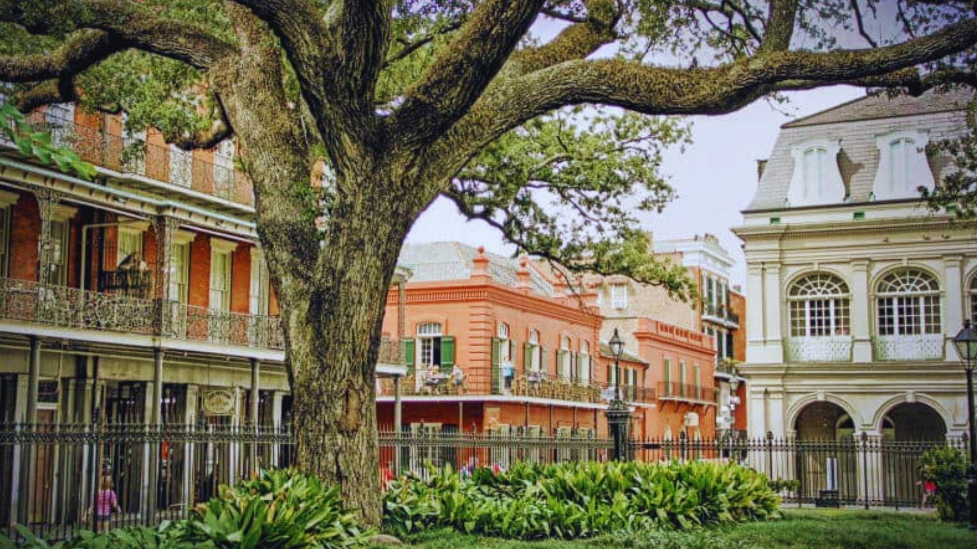Large oak tree frames historic French Quarter buildings with iron balconies, red brick facade, Cabildo, green garden, New Orleans
