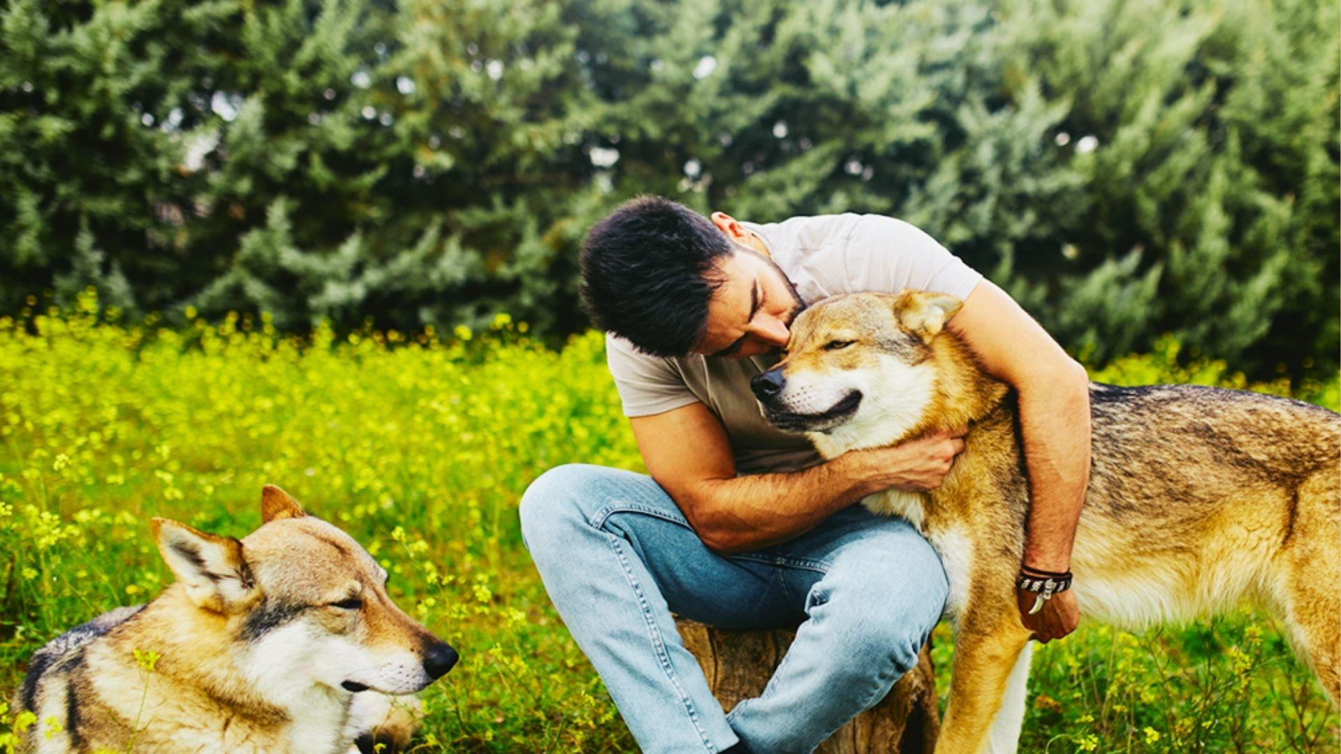 A man in a t-shirt hugging a wolf-like dog in a yellow flower field with another dog sitting nearby.