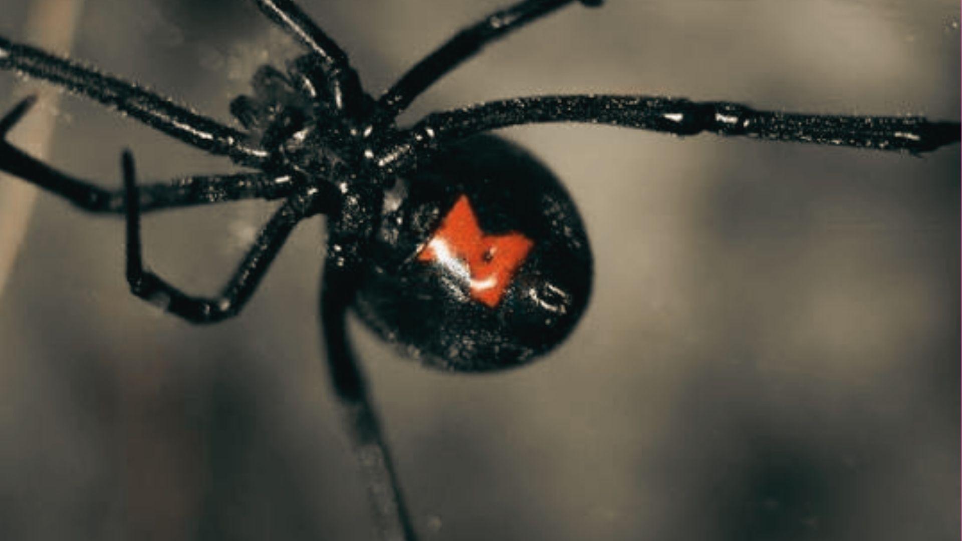 Glossy black widow spider with distinctive red hourglass marking on underside of round abdomen, hanging from web thread