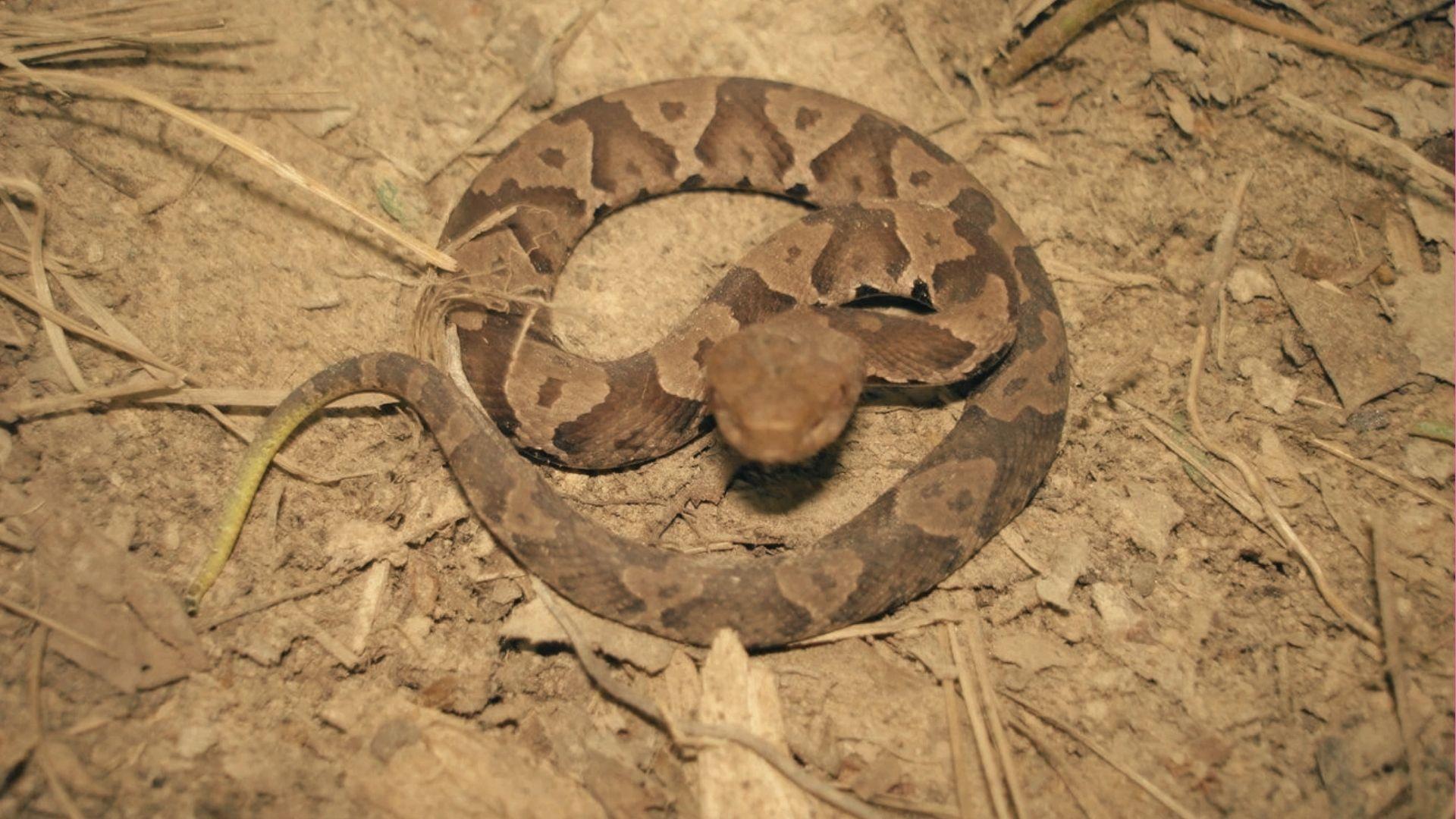 Juvenile copperhead with brown hourglass pattern and yellow tail tip coiled defensively on leaf litter, head raised