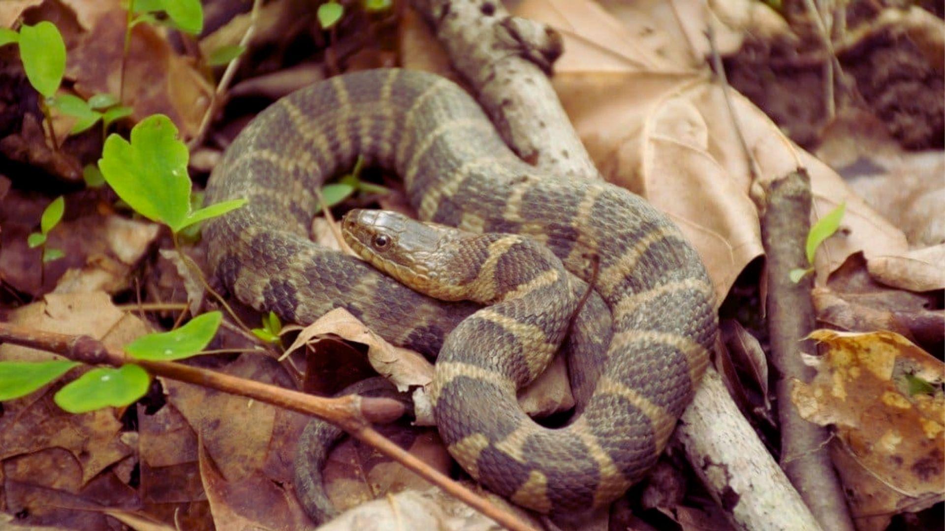 8. Northern Water Snake