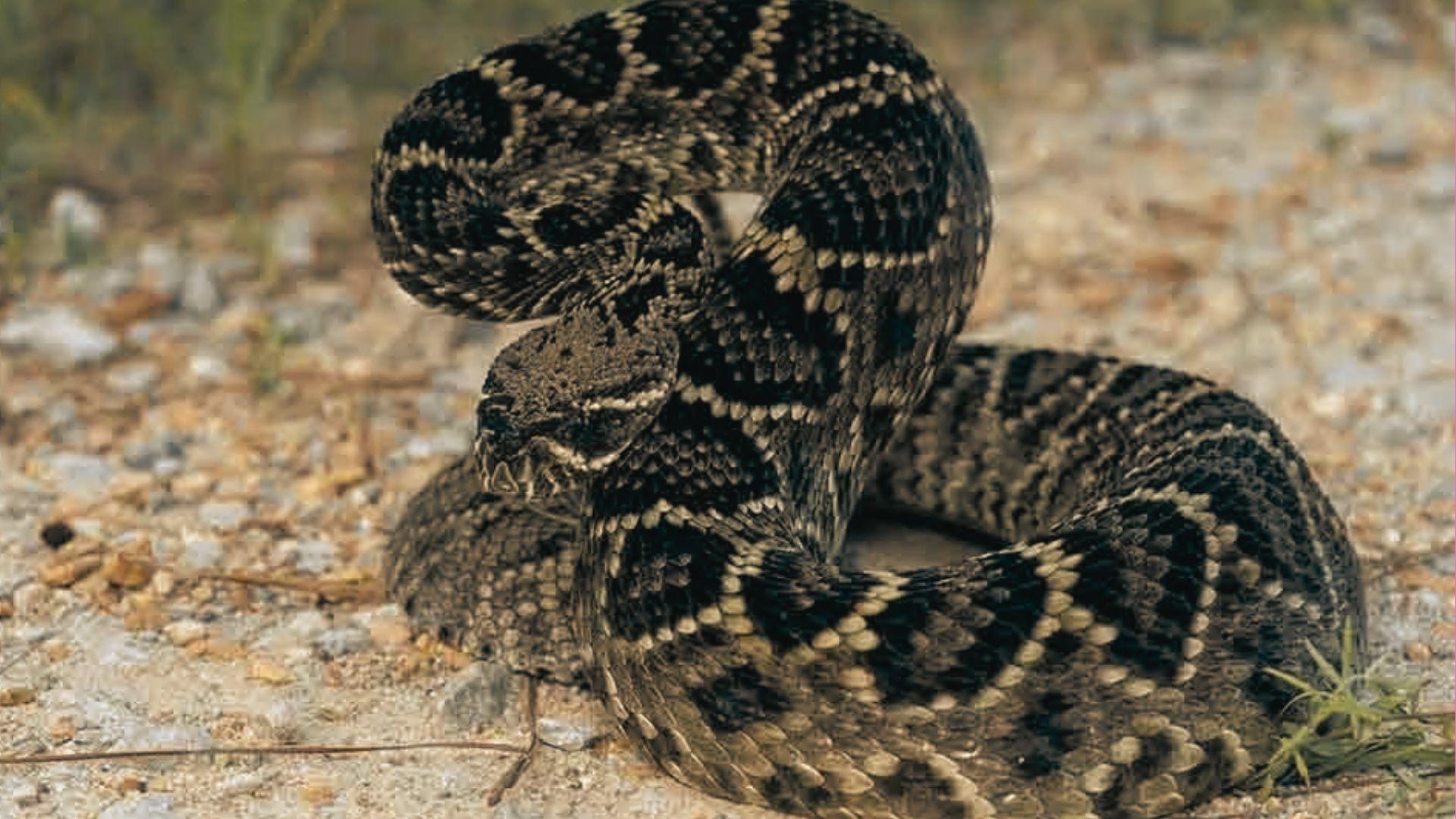 Eastern diamondback rattlesnake with dark diamond pattern and thick body coiled on gravel, head raised, rattles visible