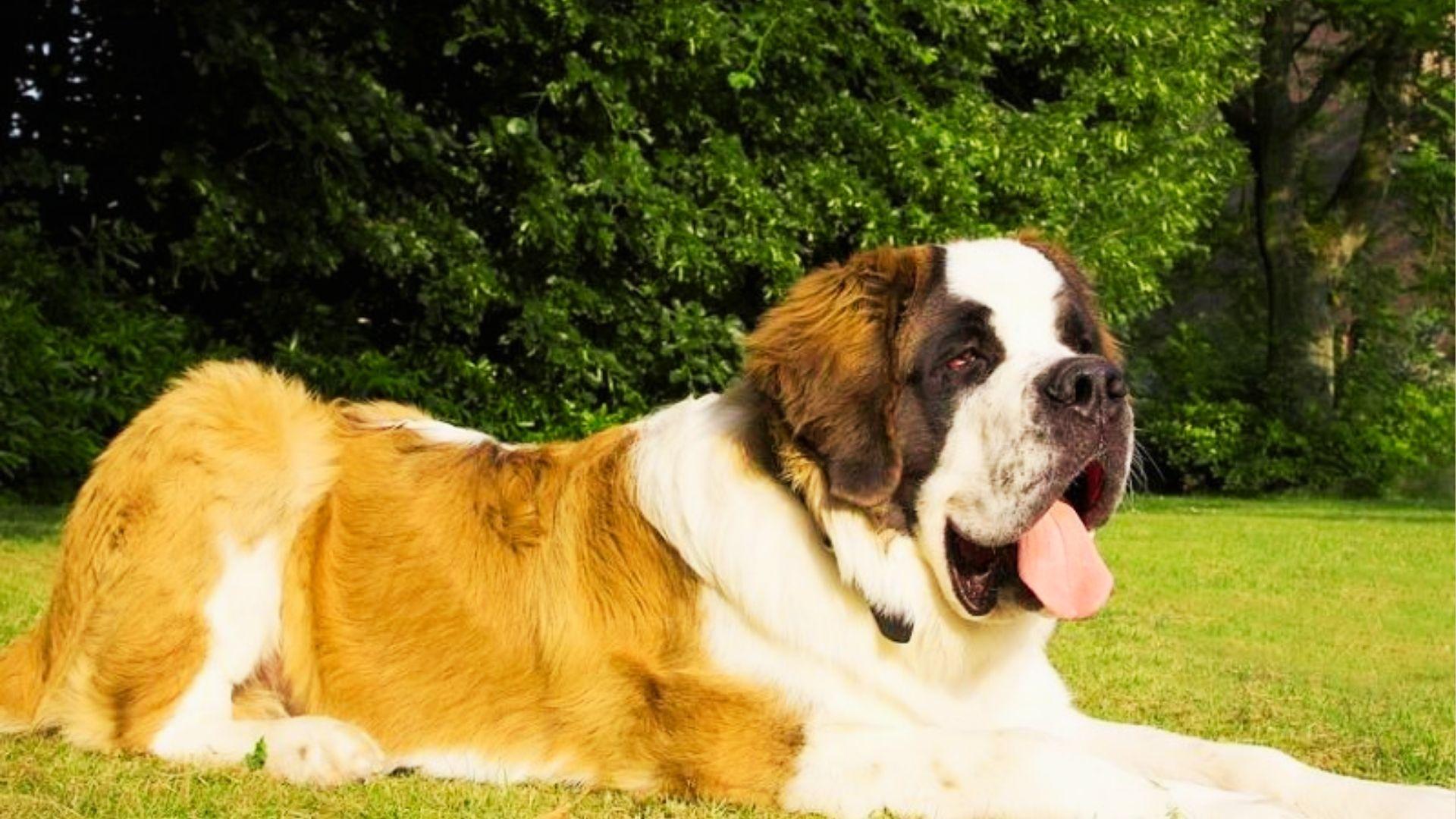 Large Saint Bernard dog with brown and white fur lying on grass panting happily.