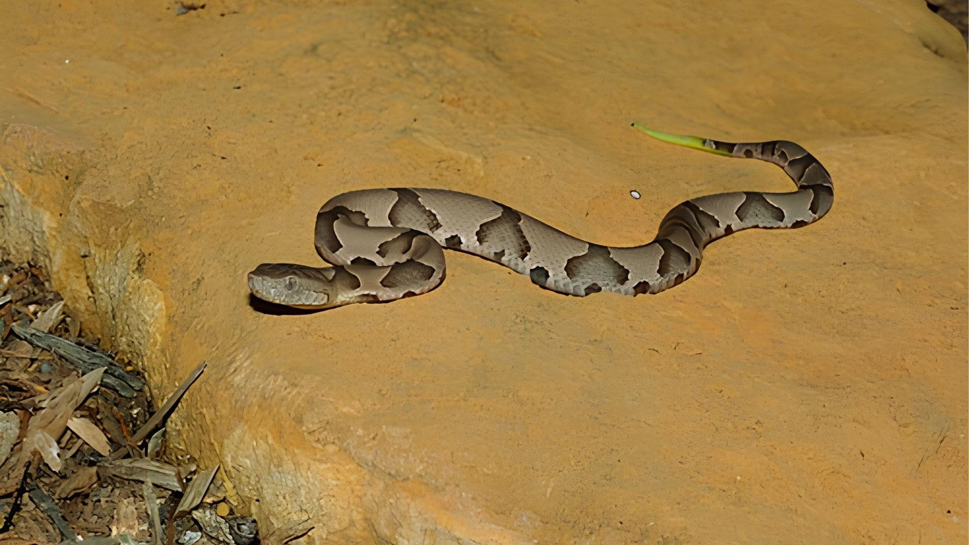 Gray and brown patterned snake with hourglass bands on sandy rock, green tail tip.