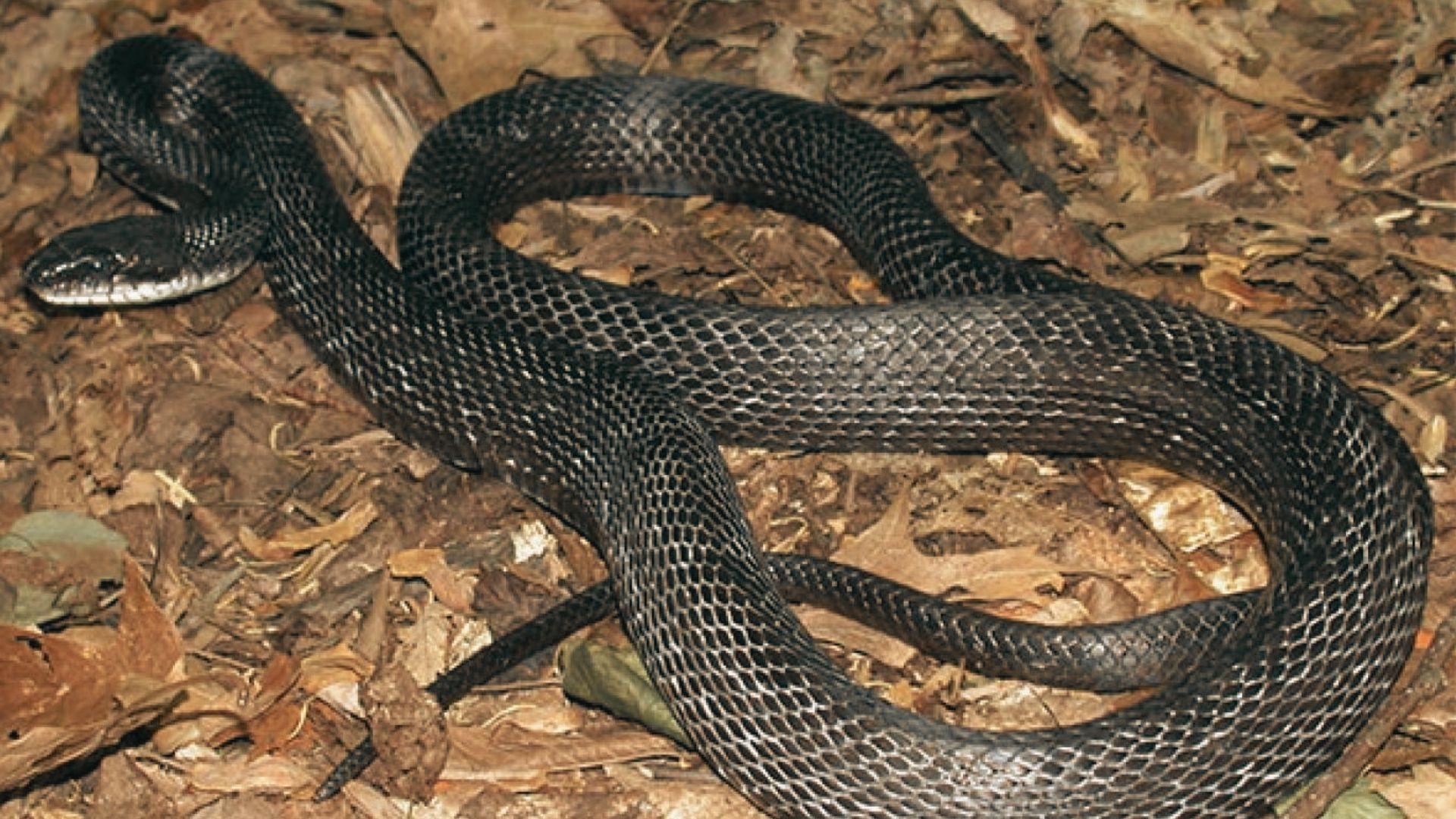 Eastern rat snake with matte black scales and faint pattern slithering over brown leaf litter, white underbelly visible
