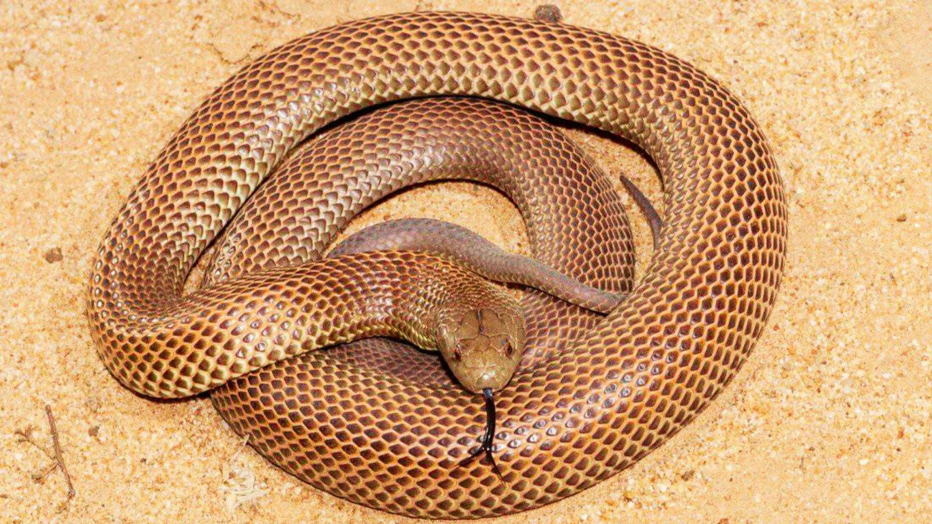 Are Brown Snakes Dangerous to Humans or Pets?